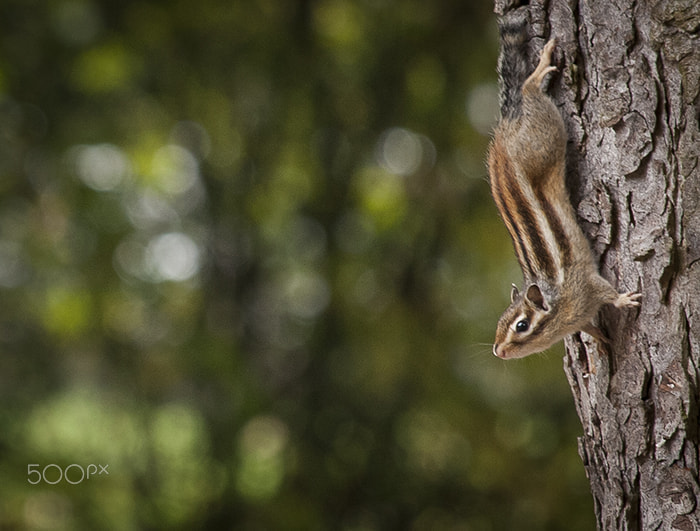 Canon EF-S 55-250mm F4-5.6 IS STM sample photo. Chipmunk photography