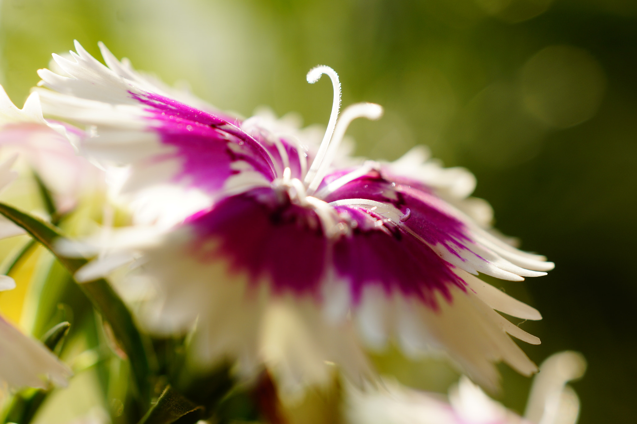 Sony SLT-A58 + Sony DT 30mm F2.8 Macro SAM sample photo. Carnation photography