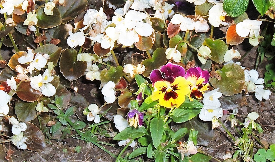 Fujifilm FinePix A330 sample photo. Pansy.jpg photography