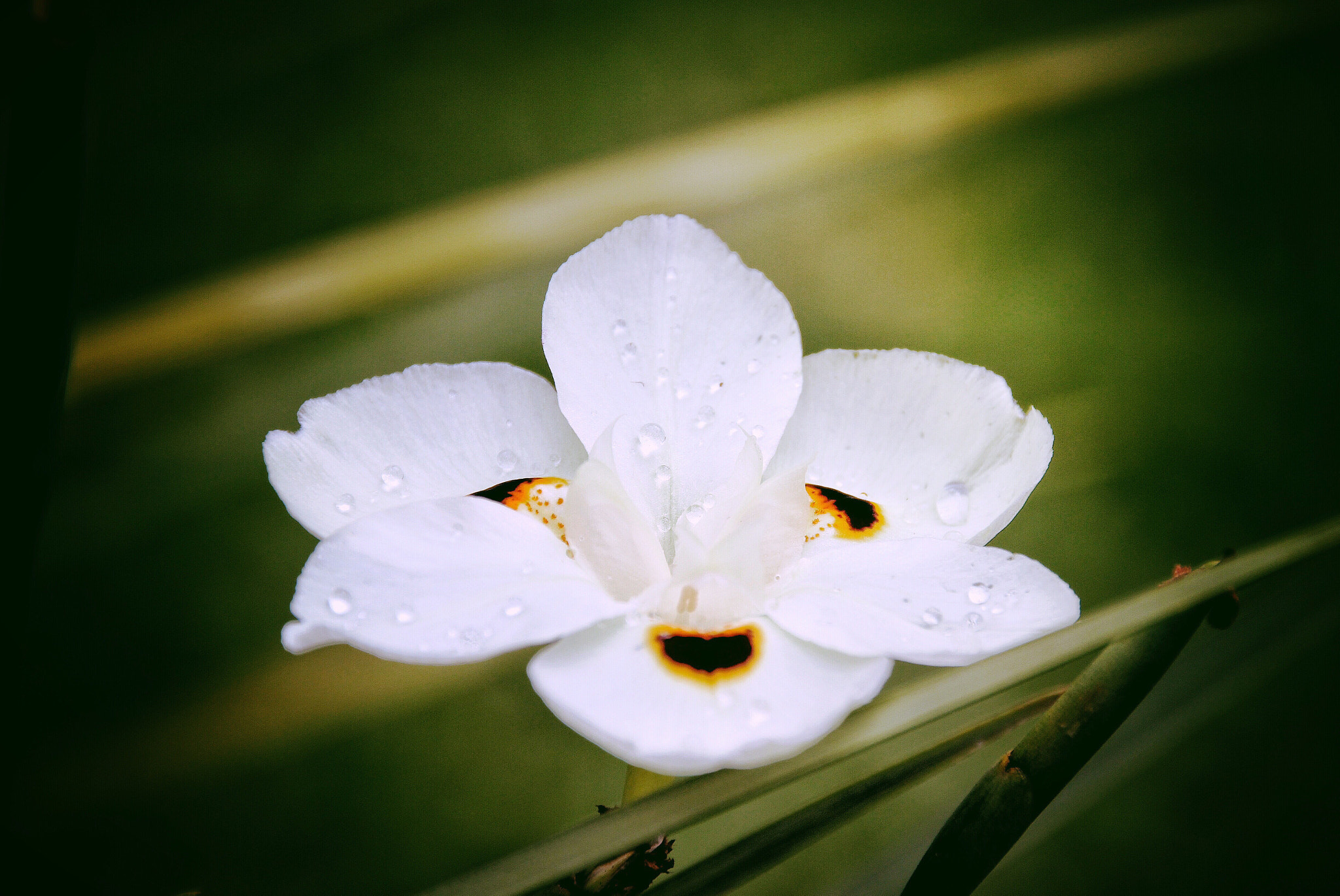 Canon 18-250mm sample photo. I bloom to dry photography