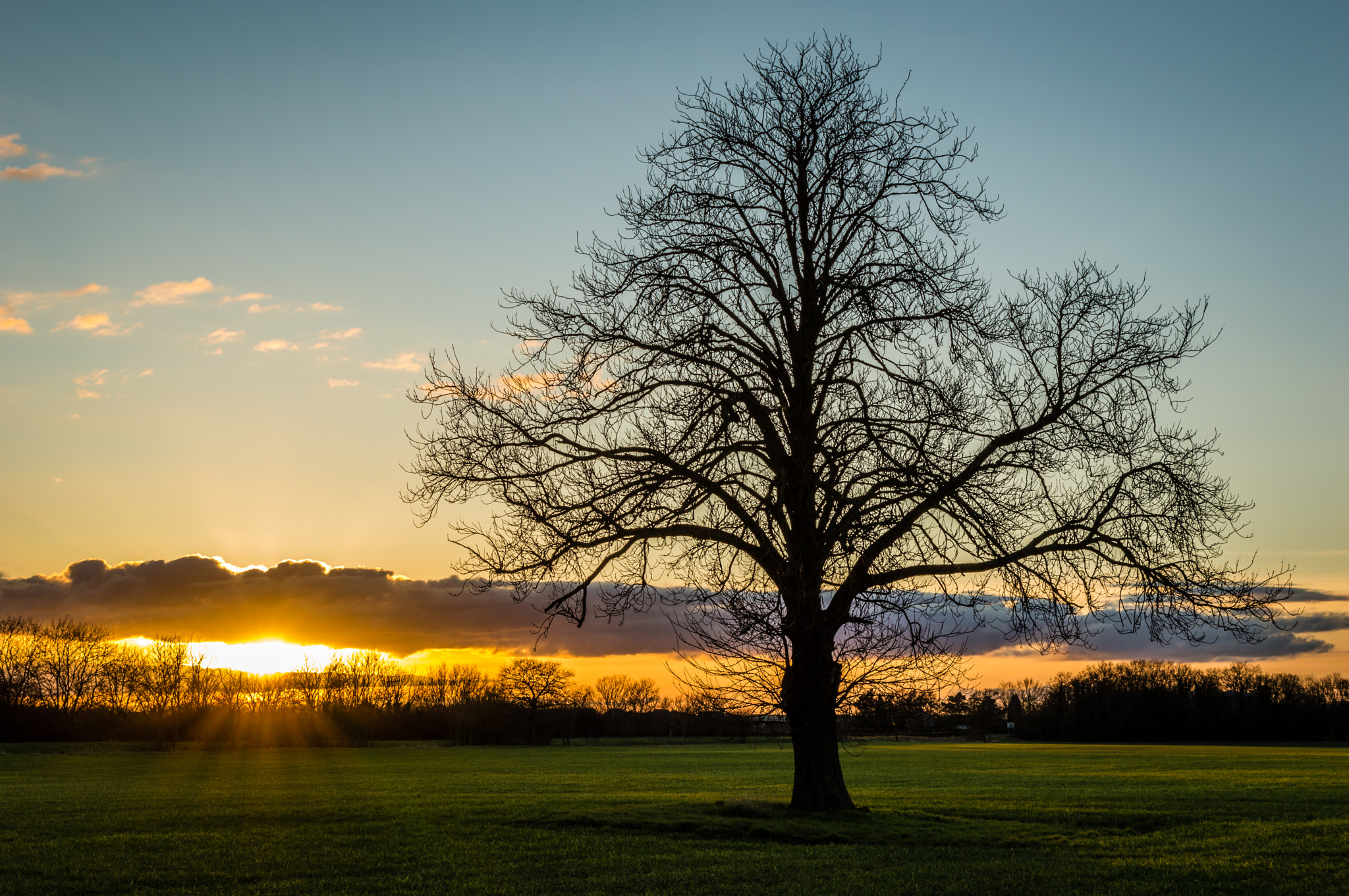 Tamron SP 24-70mm F2.8 Di VC USD sample photo. The oak at sunset photography