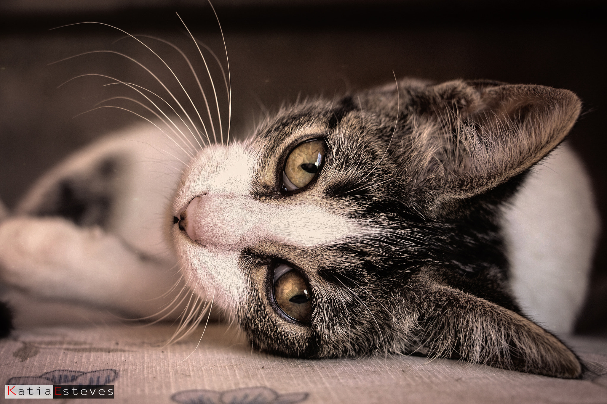 Canon EF-S 18-135mm F3.5-5.6 IS STM sample photo. Cat photography