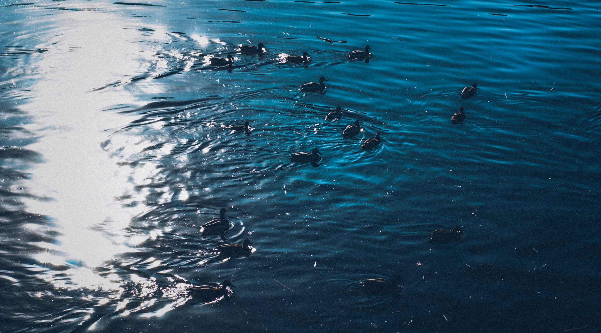 Sony Alpha DSLR-A500 + Sony 50mm F1.4 sample photo. Ducks photography