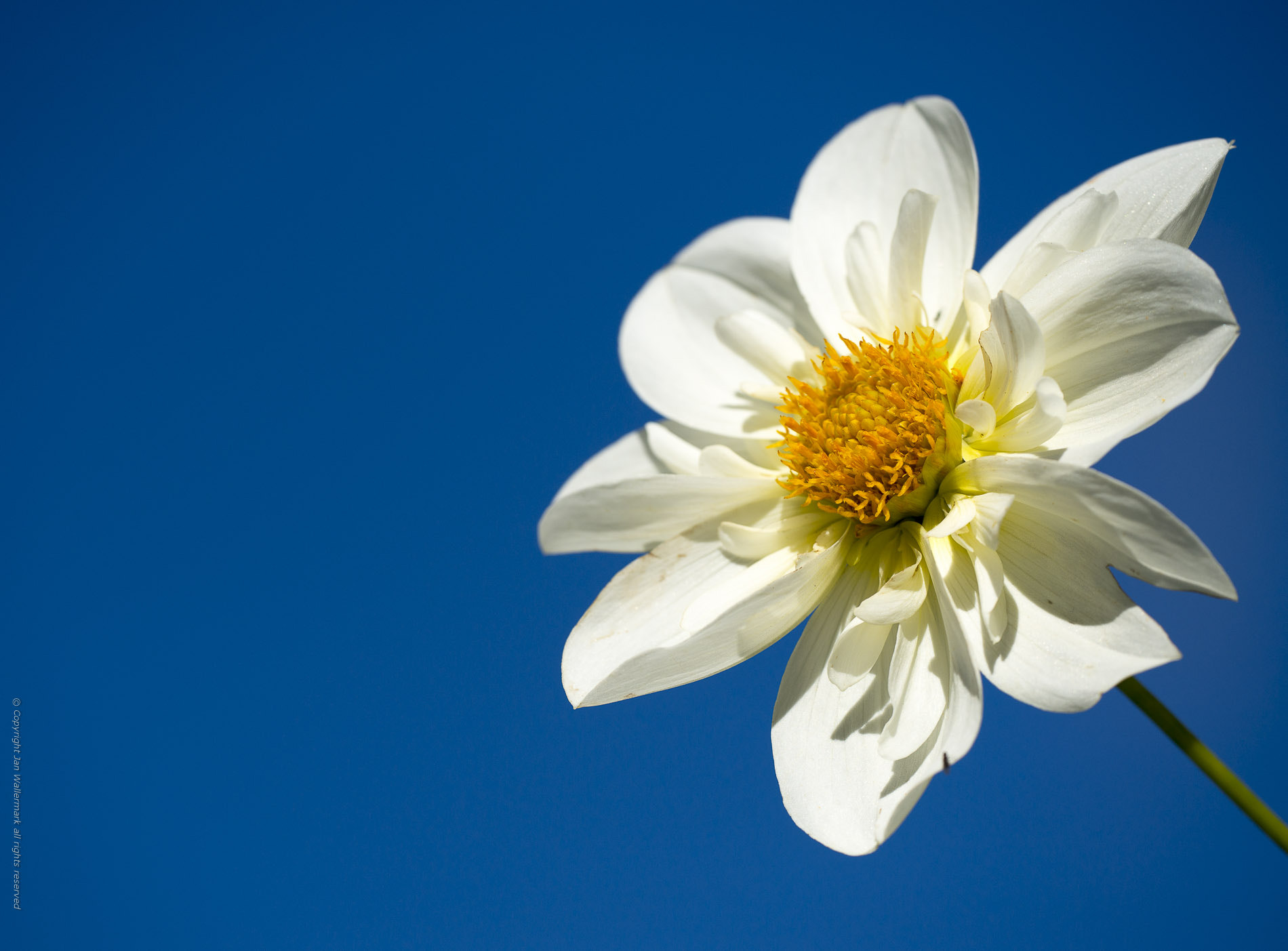 Sigma APO Macro 180mm F3.5 EX DG HSM sample photo. Sun seeker photography