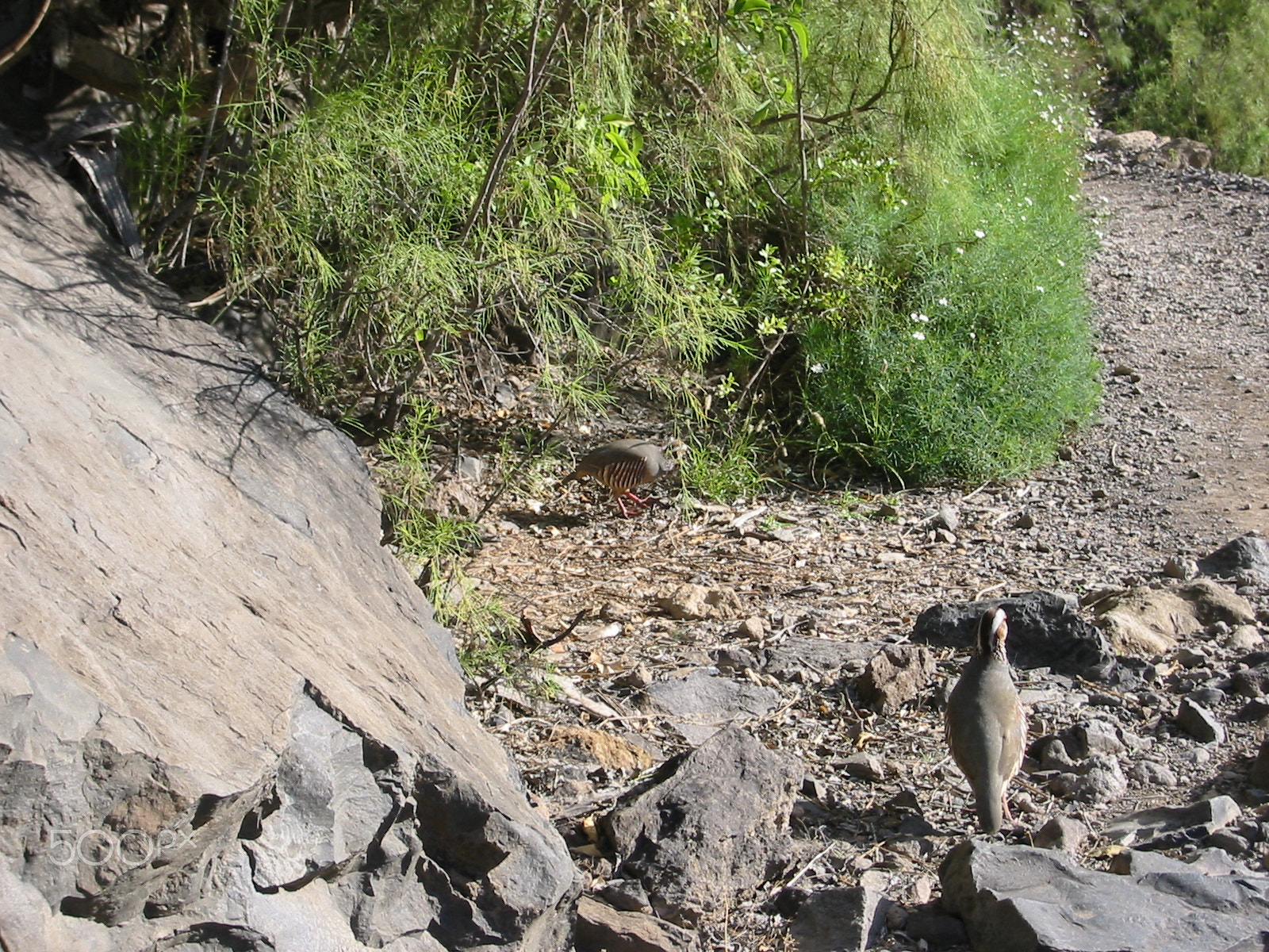 Canon DIGITAL IXUS V2 sample photo. Barranco del infierno (teneriffa) photography