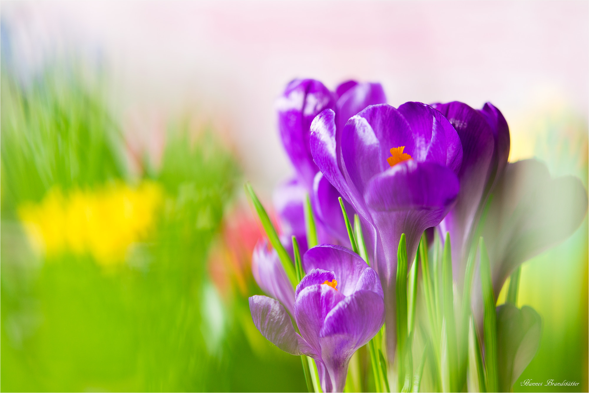 Nikon AF-S Micro-Nikkor 60mm F2.8G ED sample photo. Krokus photography
