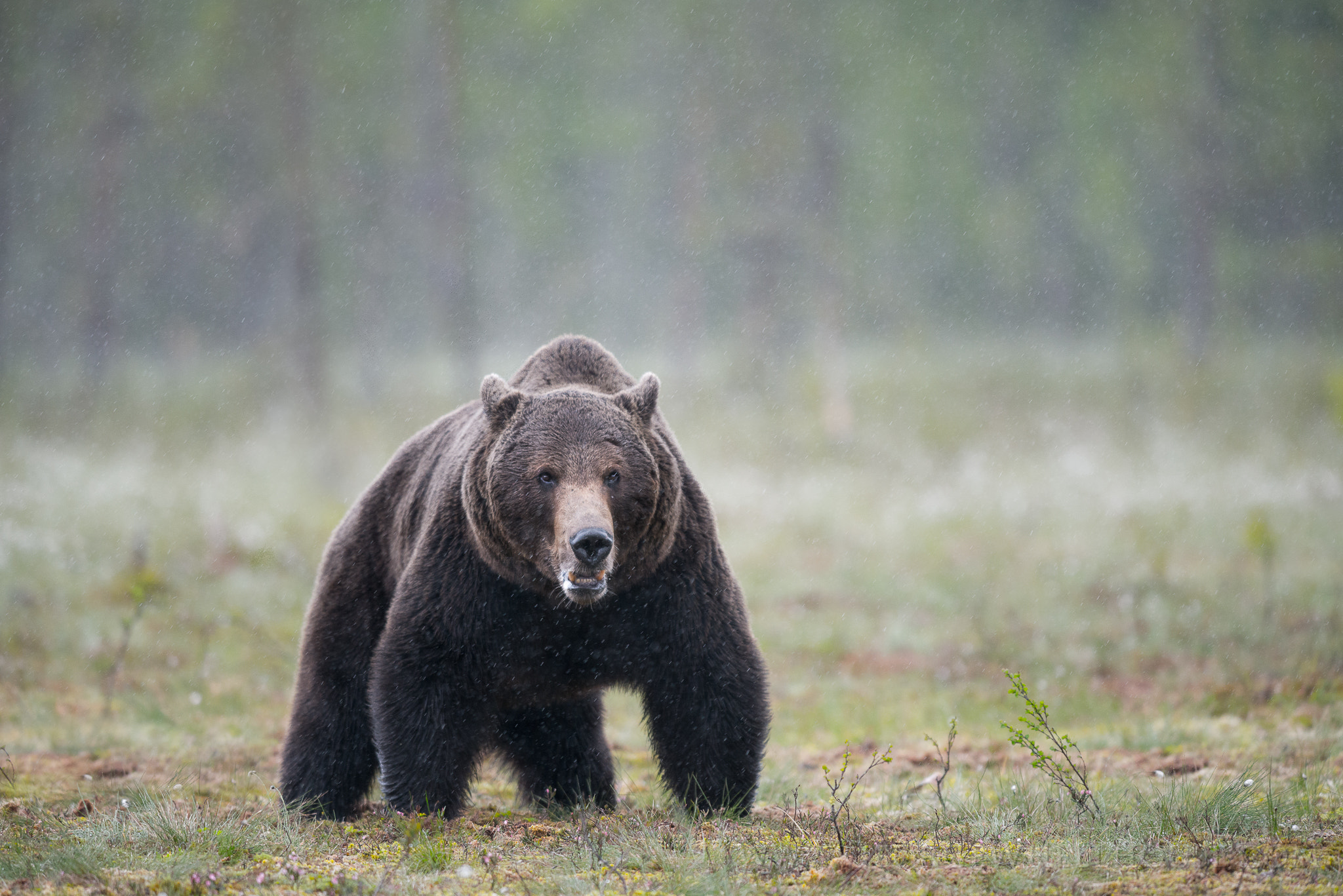 AF-S Nikkor 300mm f/2.8D IF-ED II sample photo. A-frame bear photography