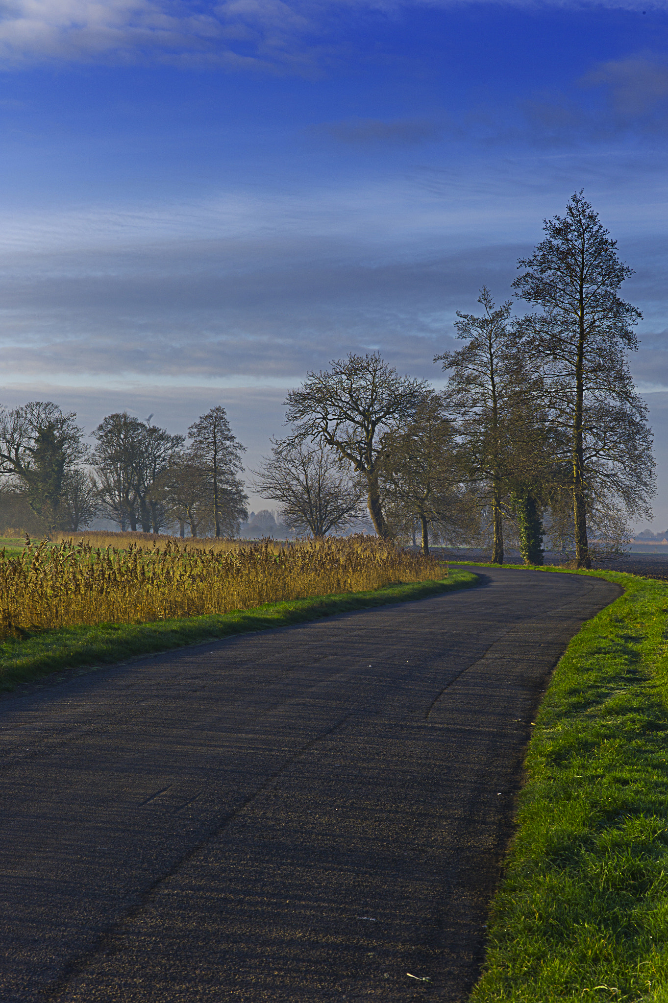 Leica M9 + Leica Summarit-M 75mm F2.5 sample photo. Winter sunrise with road and trees,farmland's.photo: jaimanuel freire photography