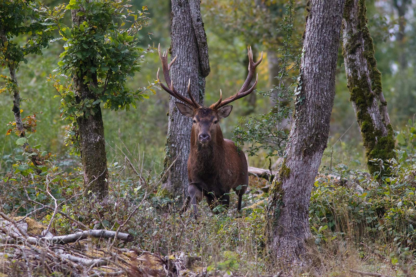 Canon EF 400mm F5.6L USM sample photo. Cerf photography