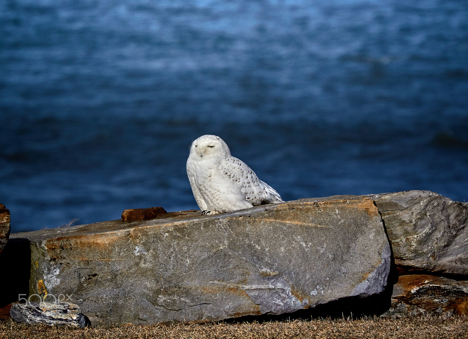 Canon EF 100-400mm F4.5-5.6L IS USM sample photo. Snow owl photography