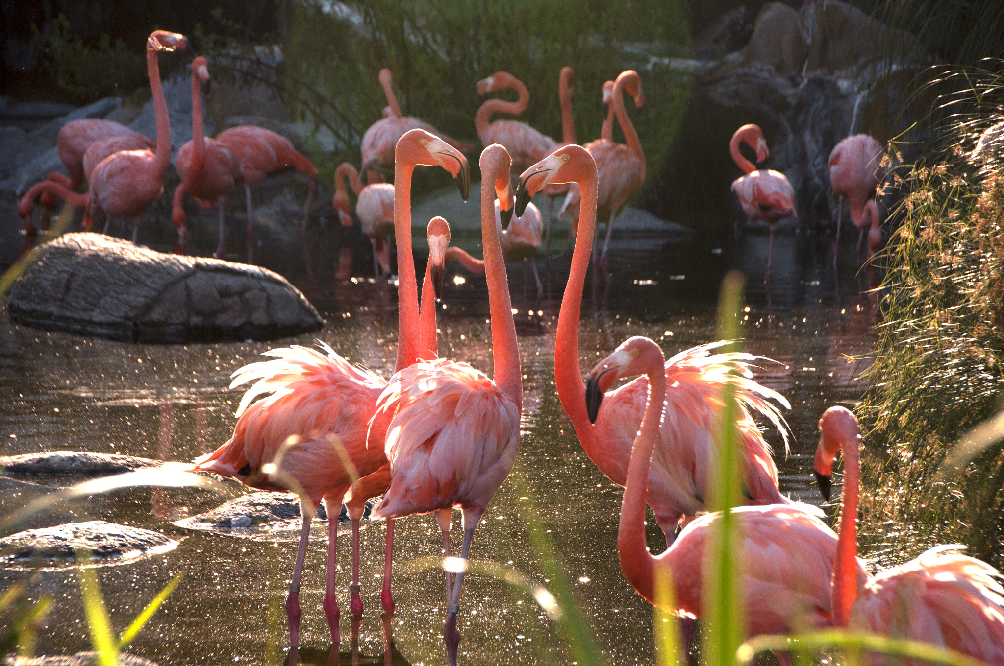 Nikon D5000 + Nikon PC-E Nikkor 24mm F3.5D ED Tilt-Shift sample photo. Flamingos photography