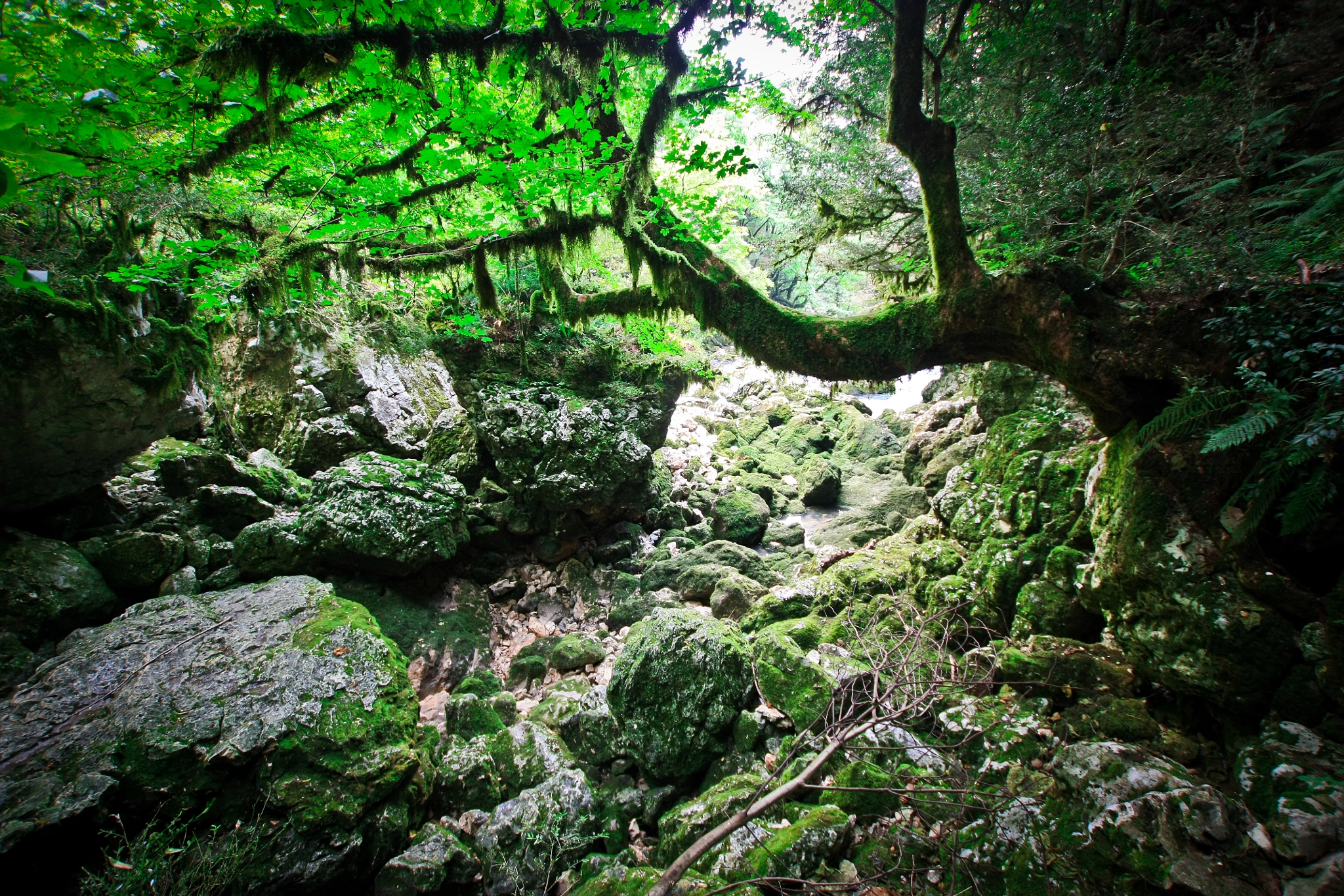 Sigma 10-20mm F3.5 EX DC HSM sample photo. Mossy forest in the rocky canyon photography