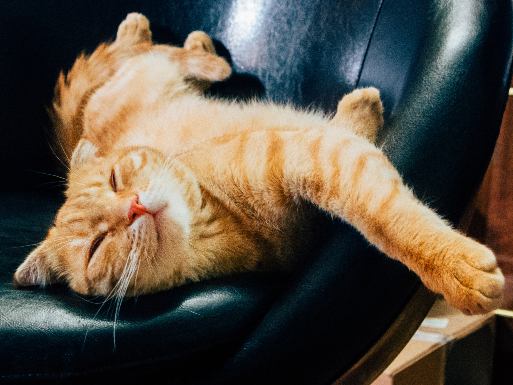 Nikon 1 J2 sample photo. Lazy cat photography