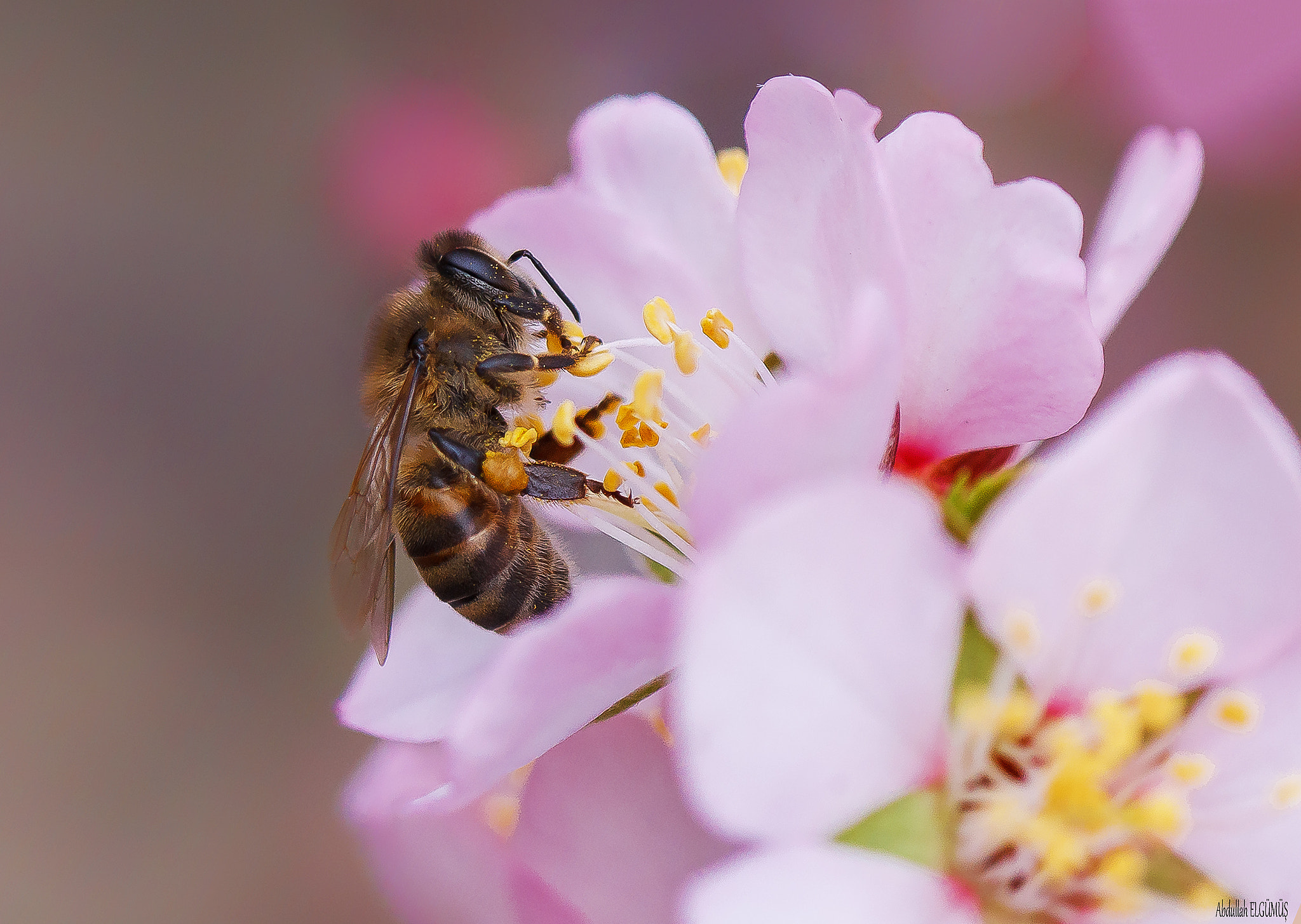 Canon EF 100mm F2.8 Macro USM sample photo. +++ photography