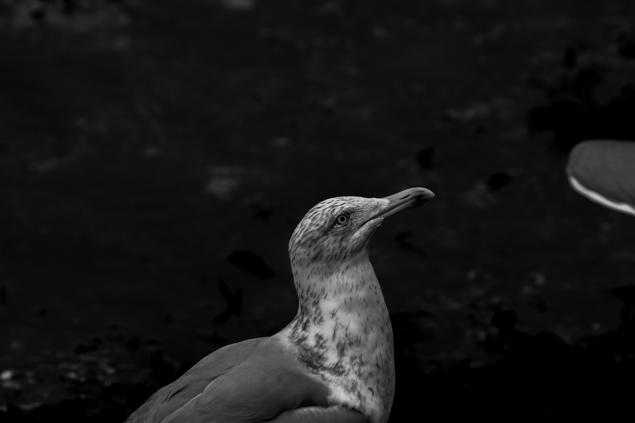 Tamron SP 35mm F1.8 Di VC USD sample photo. Seagull v.2 photography