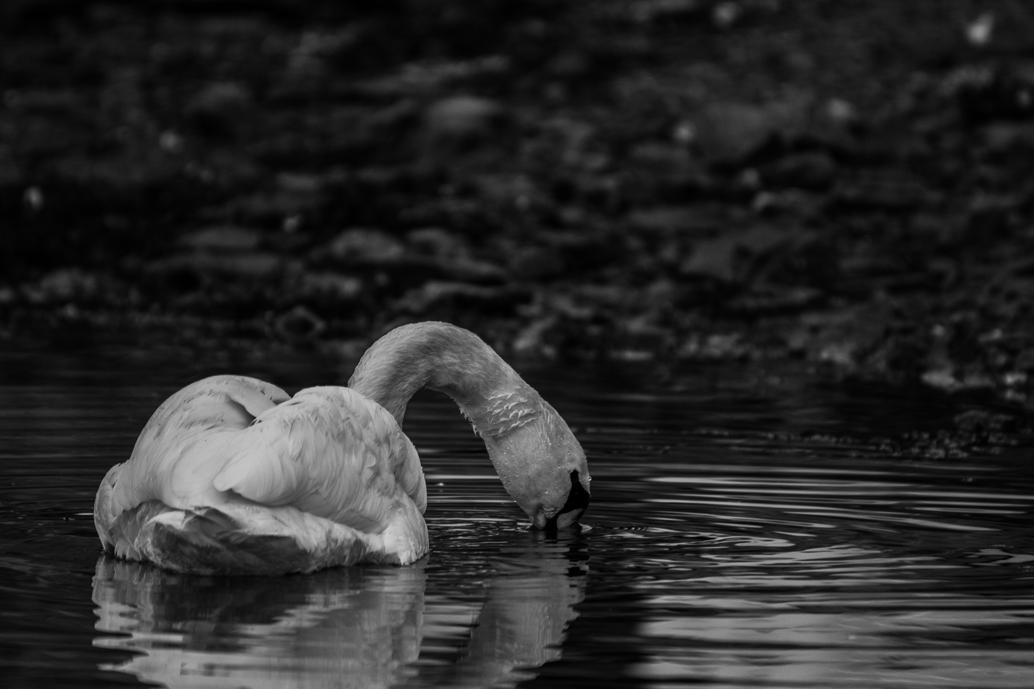 Canon EOS 650D (EOS Rebel T4i / EOS Kiss X6i) + Tamron SP 35mm F1.8 Di VC USD sample photo. A drinking swan photography