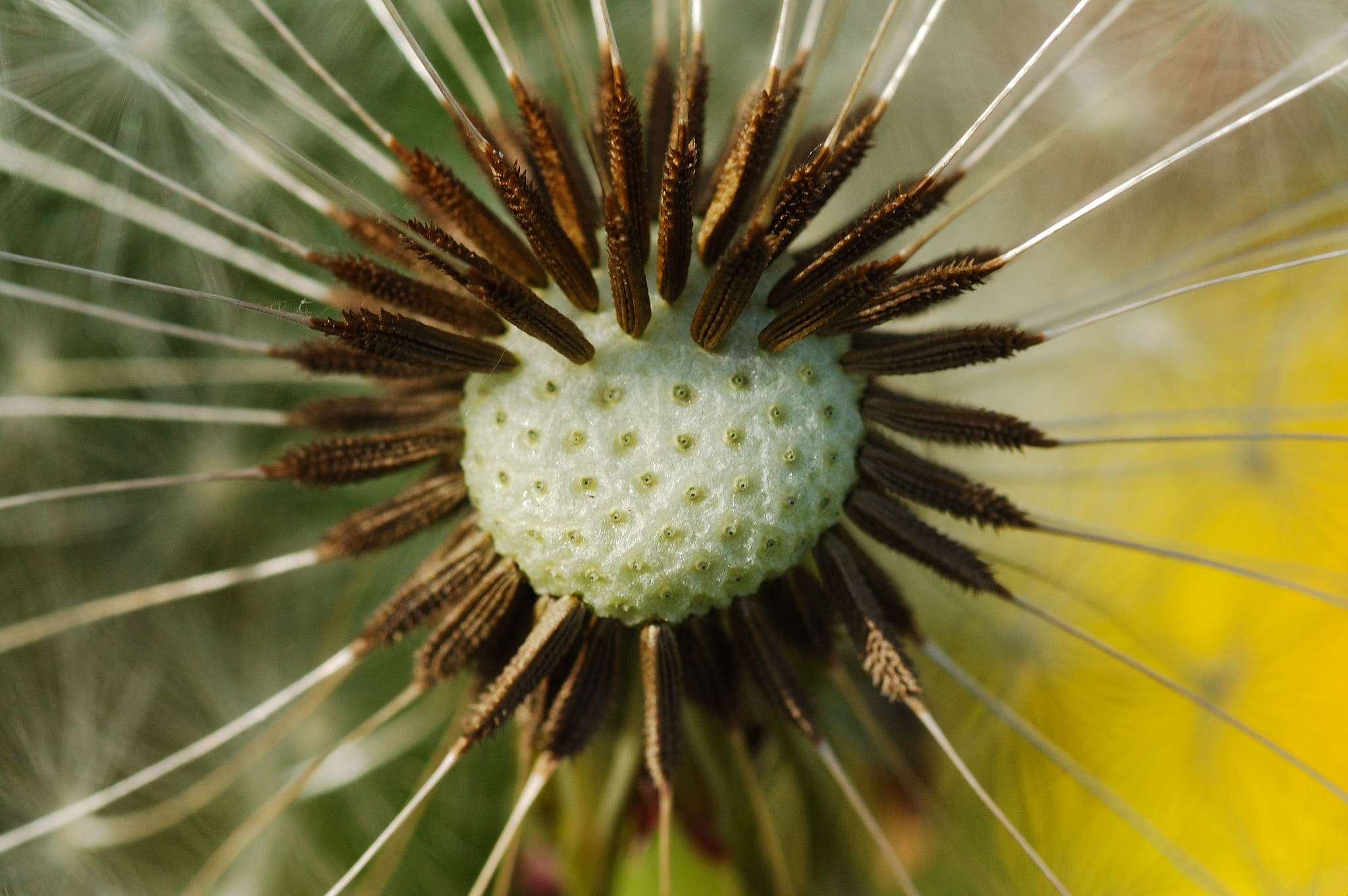 Nikon D50 sample photo. I'll huff, and i'll puff photography