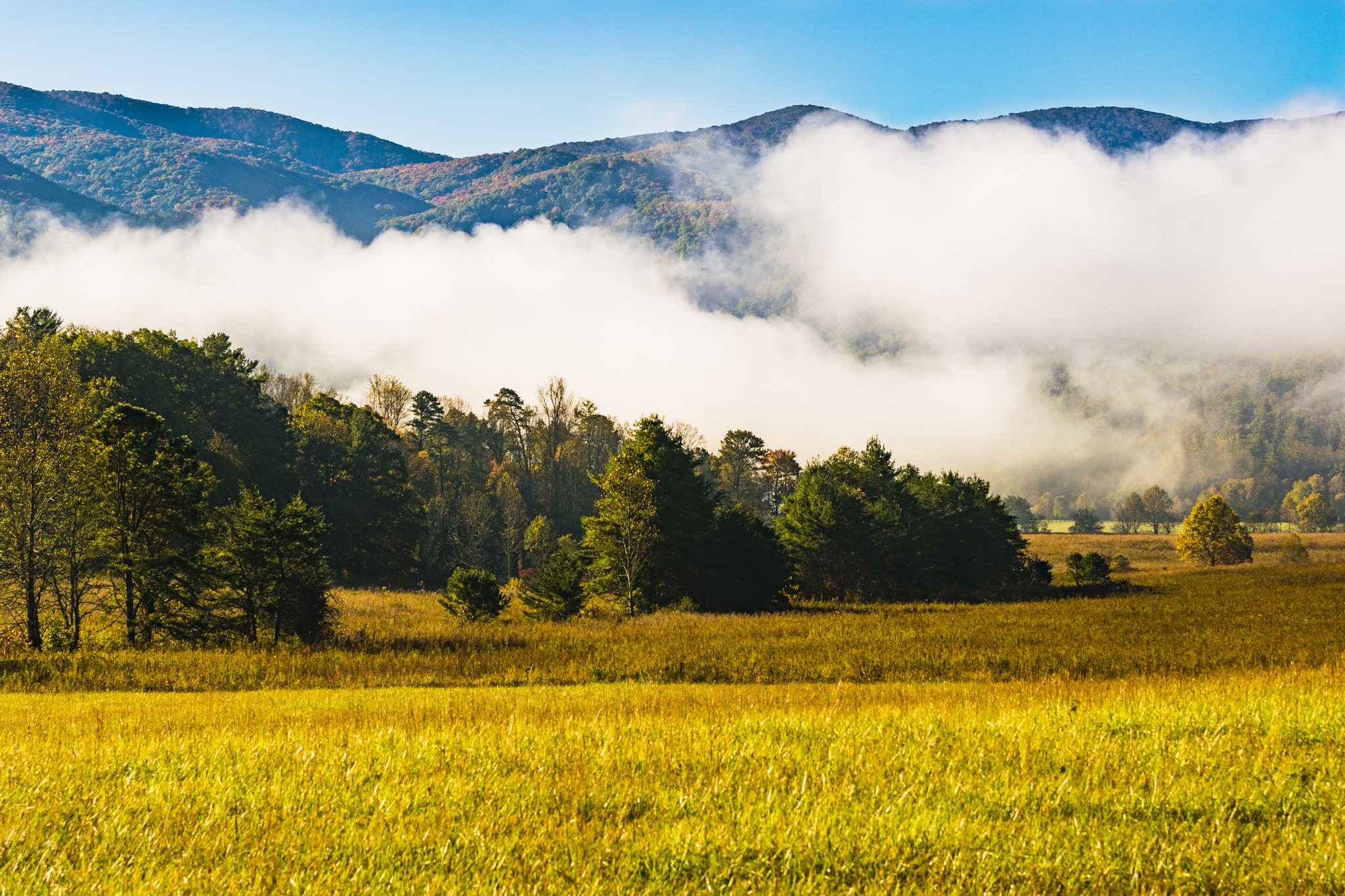 Sigma 70-200mm F2.8 EX DG OS HSM sample photo. Cades cove - late foggy morning photography