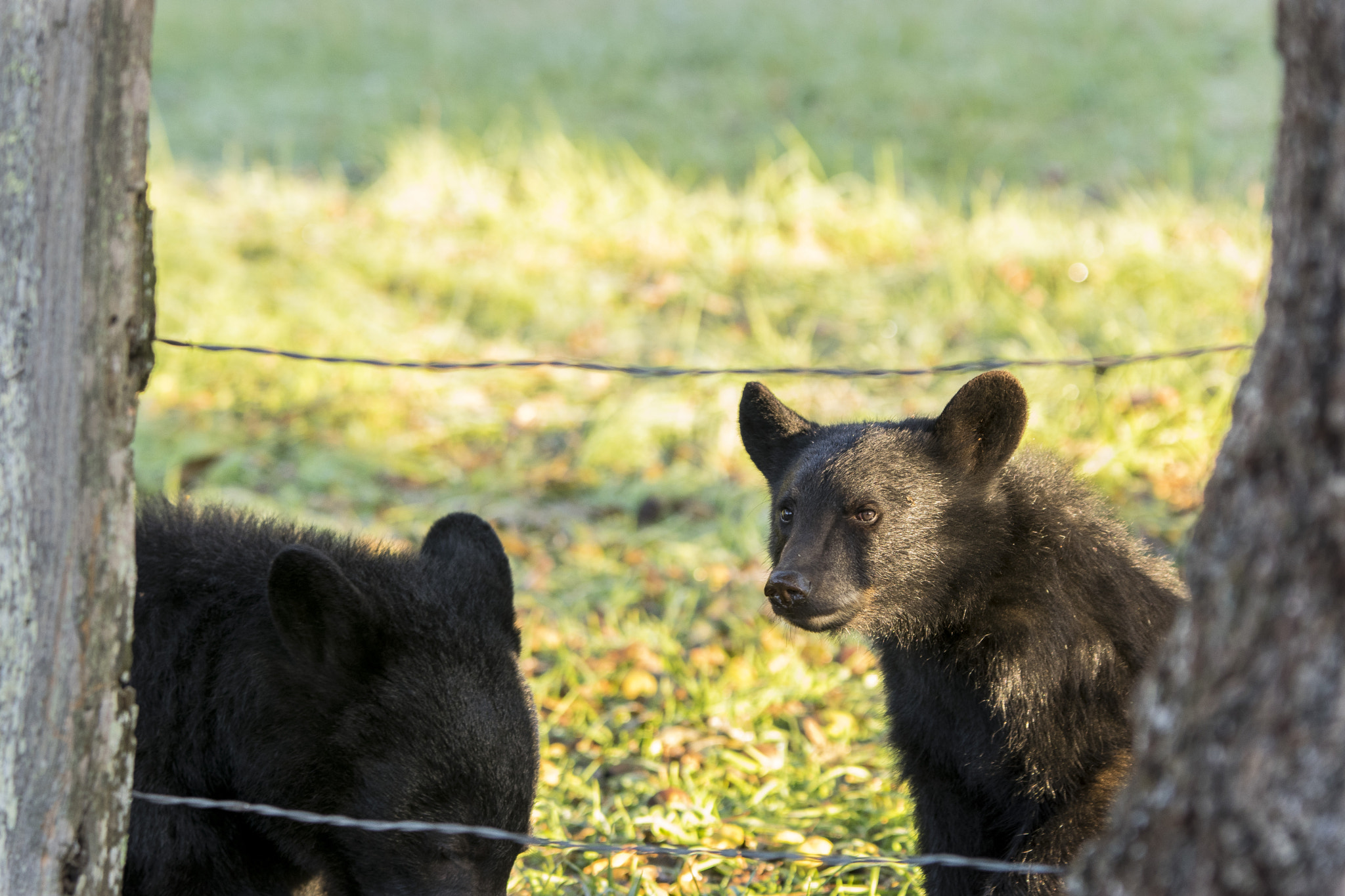Sigma 70-200mm F2.8 EX DG OS HSM sample photo. Baby black bear photography