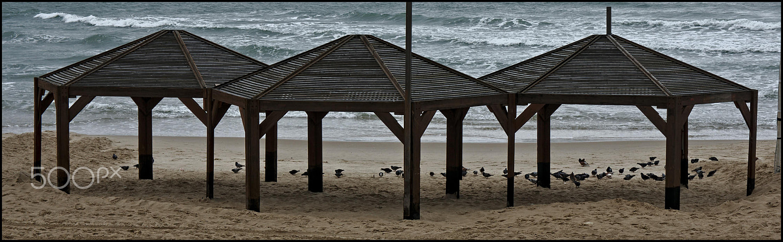 Sony FE 28-70mm F3.5-5.6 OSS sample photo. Feed the birds... photography