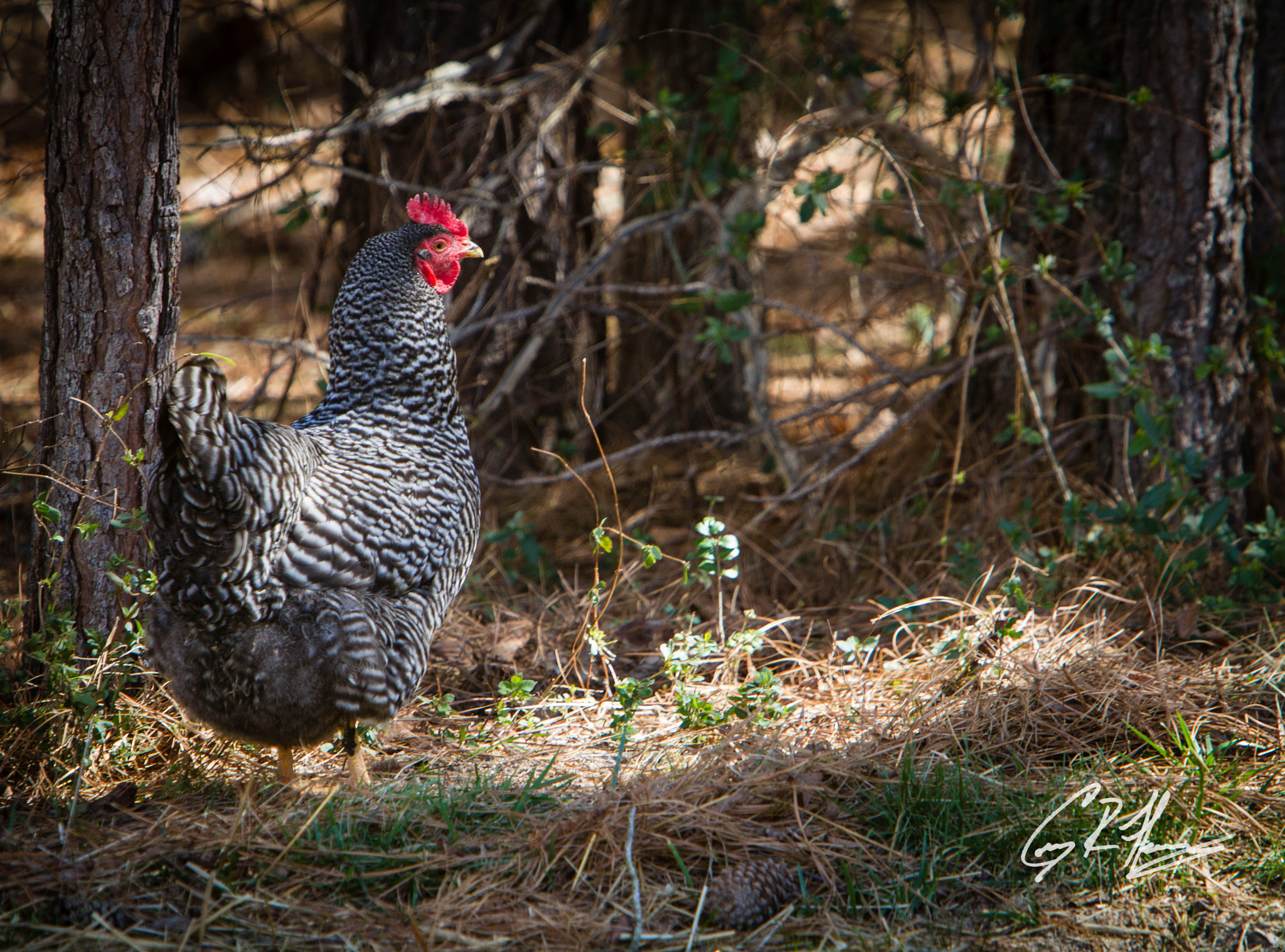 Canon EF 70-200mm F2.8L IS USM sample photo