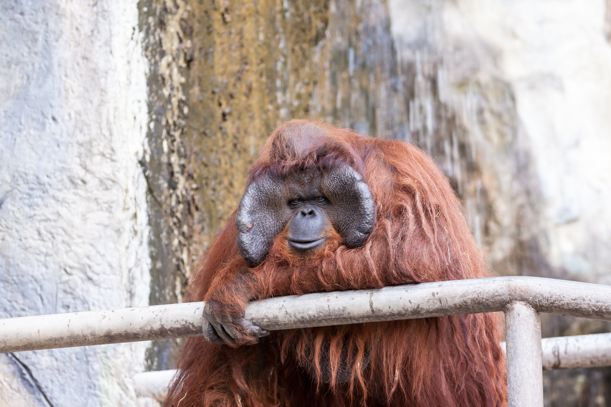 Canon EOS 5D Mark II + Canon EF 400mm F5.6L USM sample photo. One orang utan photography