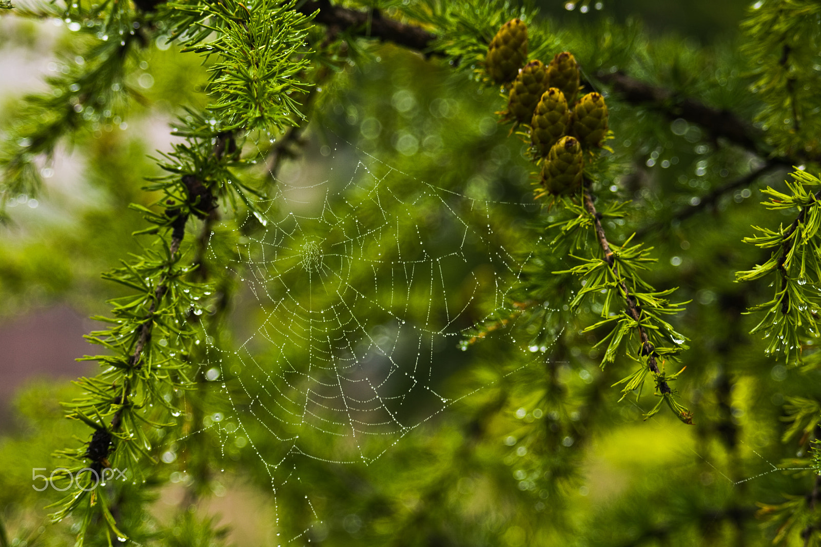 Canon EF 100-300mm F4.5-5.6 USM sample photo. Web photography