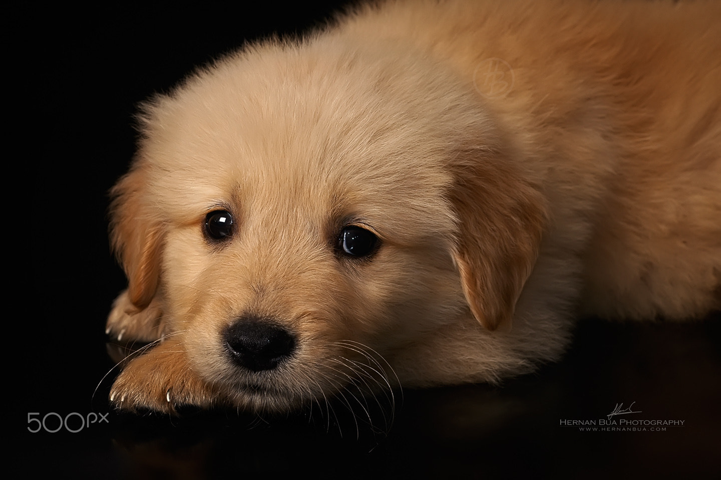 AF Micro-Nikkor 60mm f/2.8 sample photo. I'm scared. photography