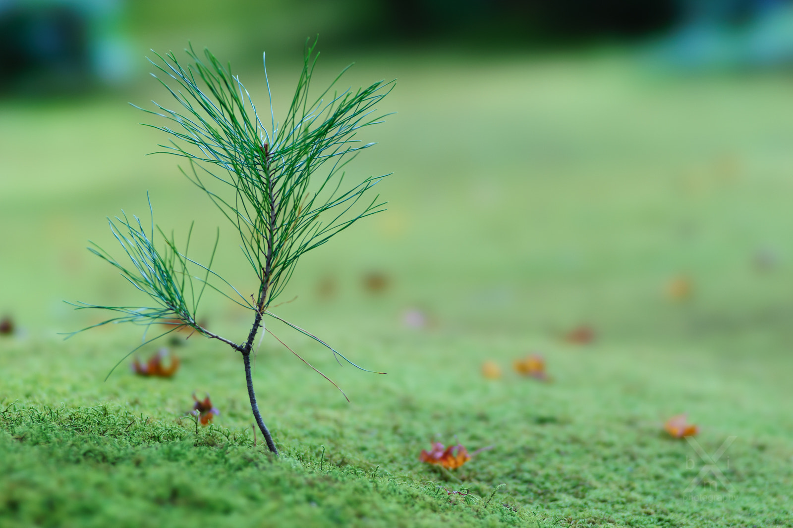 Sony 135mm F2.8 [T4.5] STF sample photo. Tree in a moss world photography