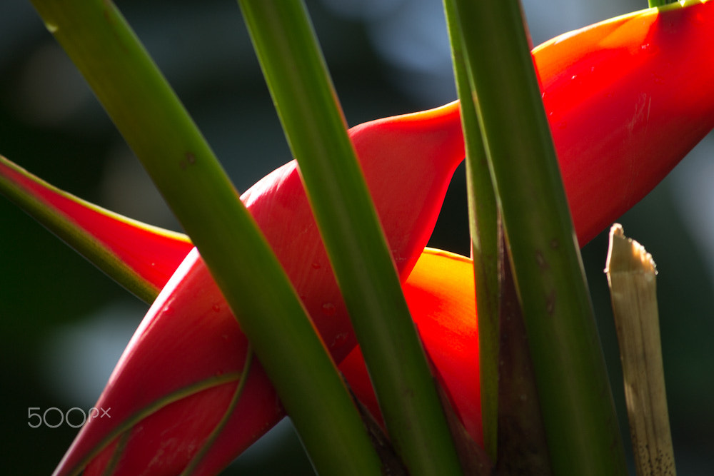 Canon EF-S 55-250mm F4-5.6 IS sample photo. Orchids photography