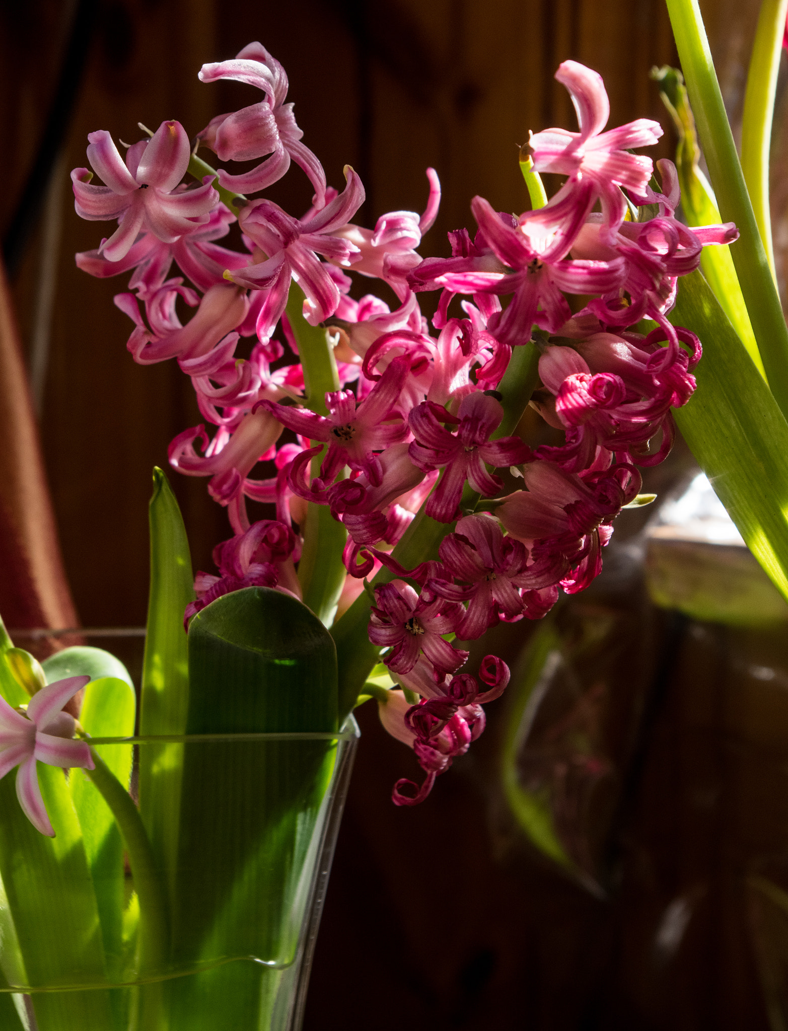 Pentax smc DA 18-55mm F3.5-5.6 AL sample photo. Hyacinth fade photography