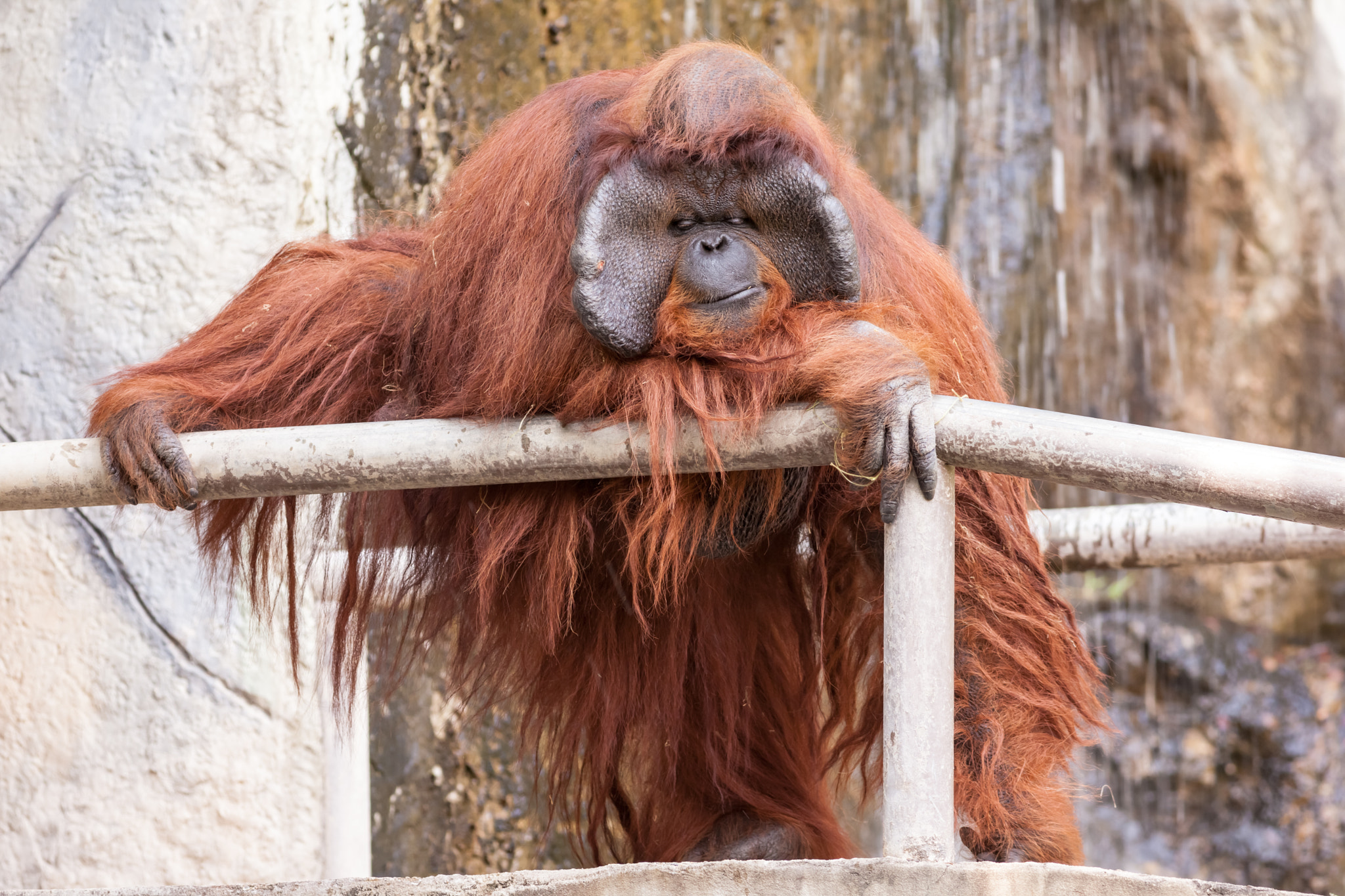 Canon EOS 5D Mark II + Canon EF 400mm F5.6L USM sample photo. One orang utan photography