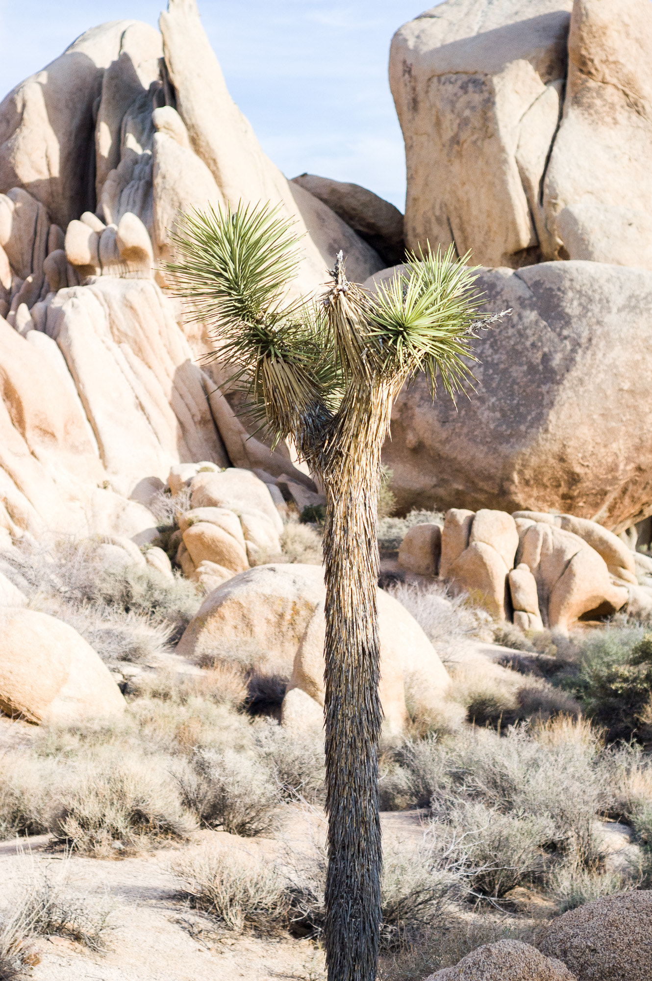 AF Nikkor 50mm f/1.8 N sample photo. A joshua tree photography