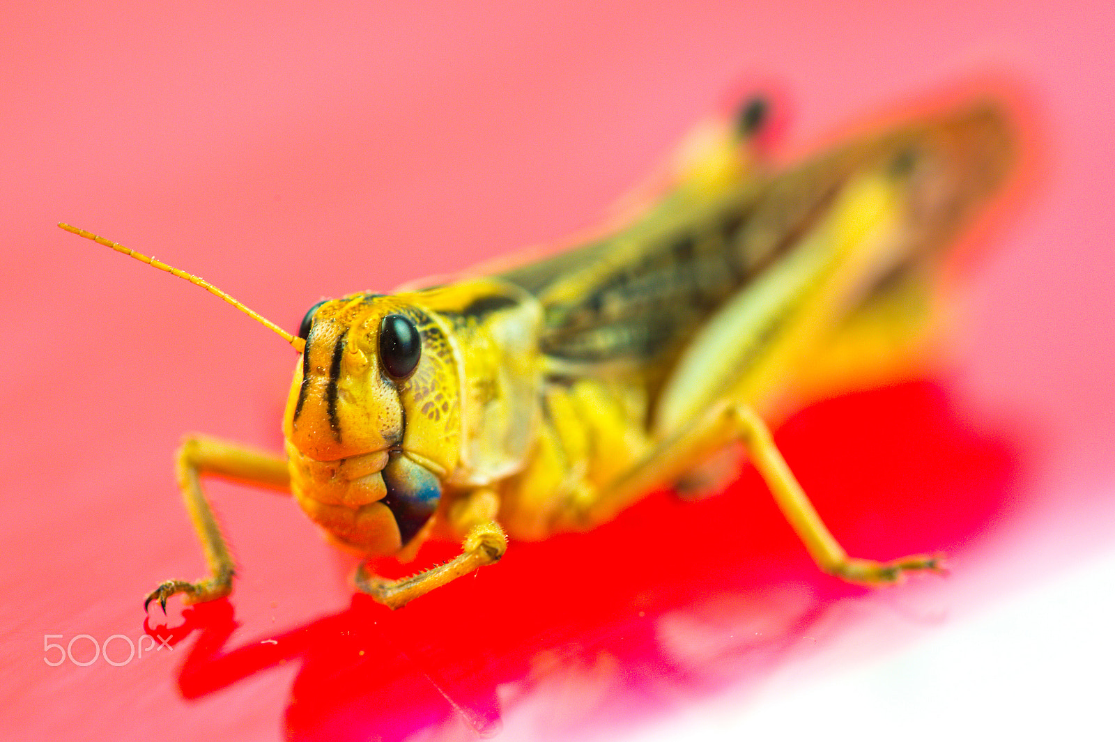 Nikon D4 + Nikon AF Micro-Nikkor 200mm F4D ED-IF sample photo. Grasshopper photography