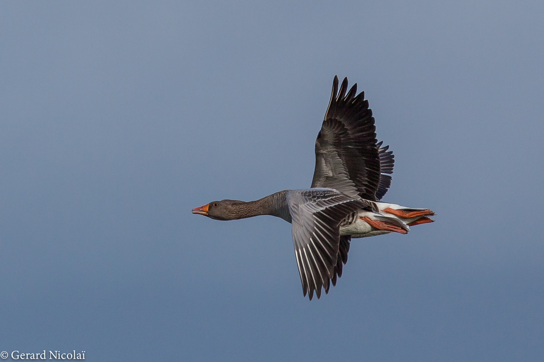 Canon EF 300mm F2.8L IS USM sample photo. One up one down photography