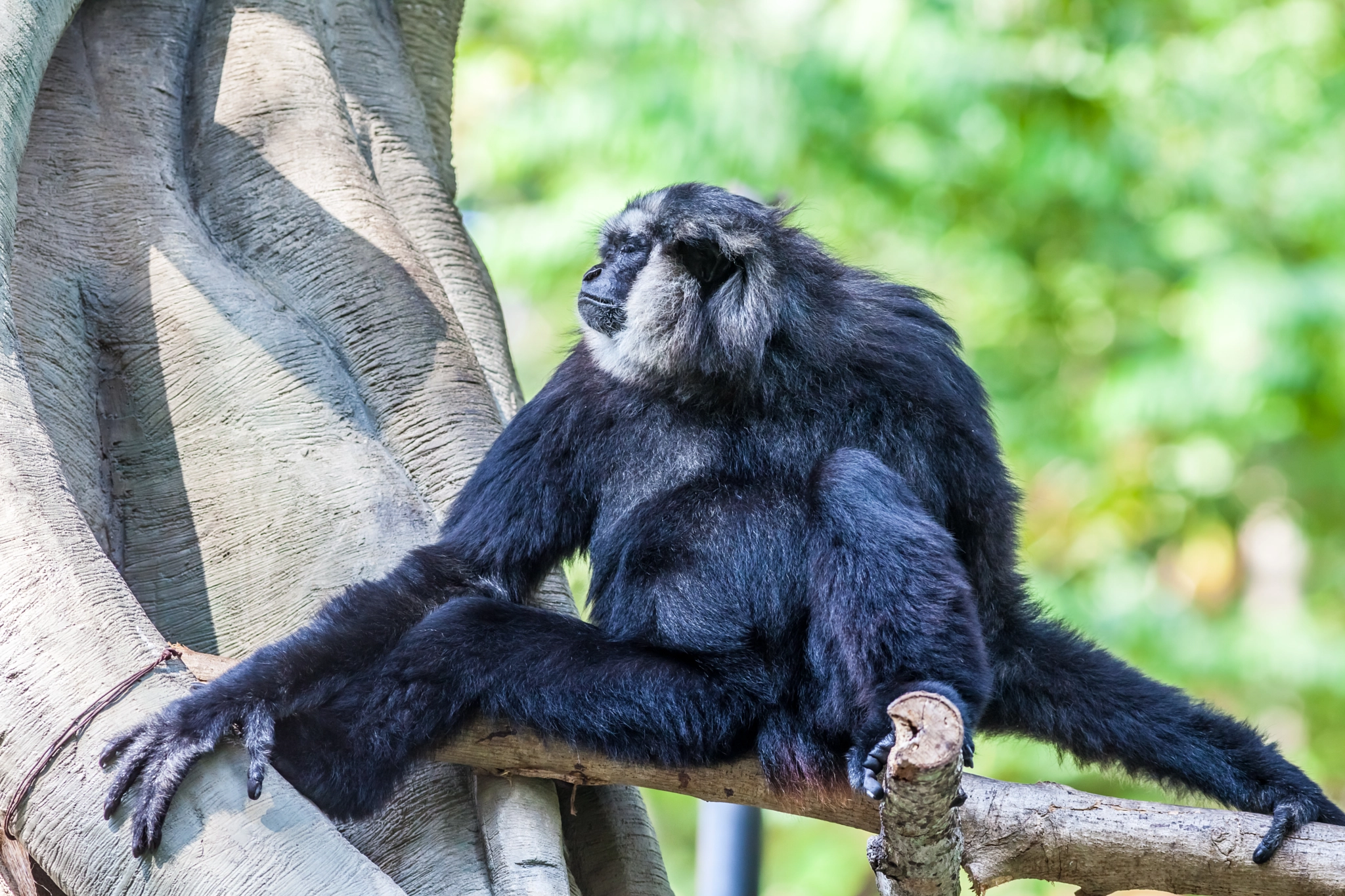 Canon EOS 5D Mark II + Canon EF 400mm F5.6L USM sample photo. Northern white cheeked gibbon photography