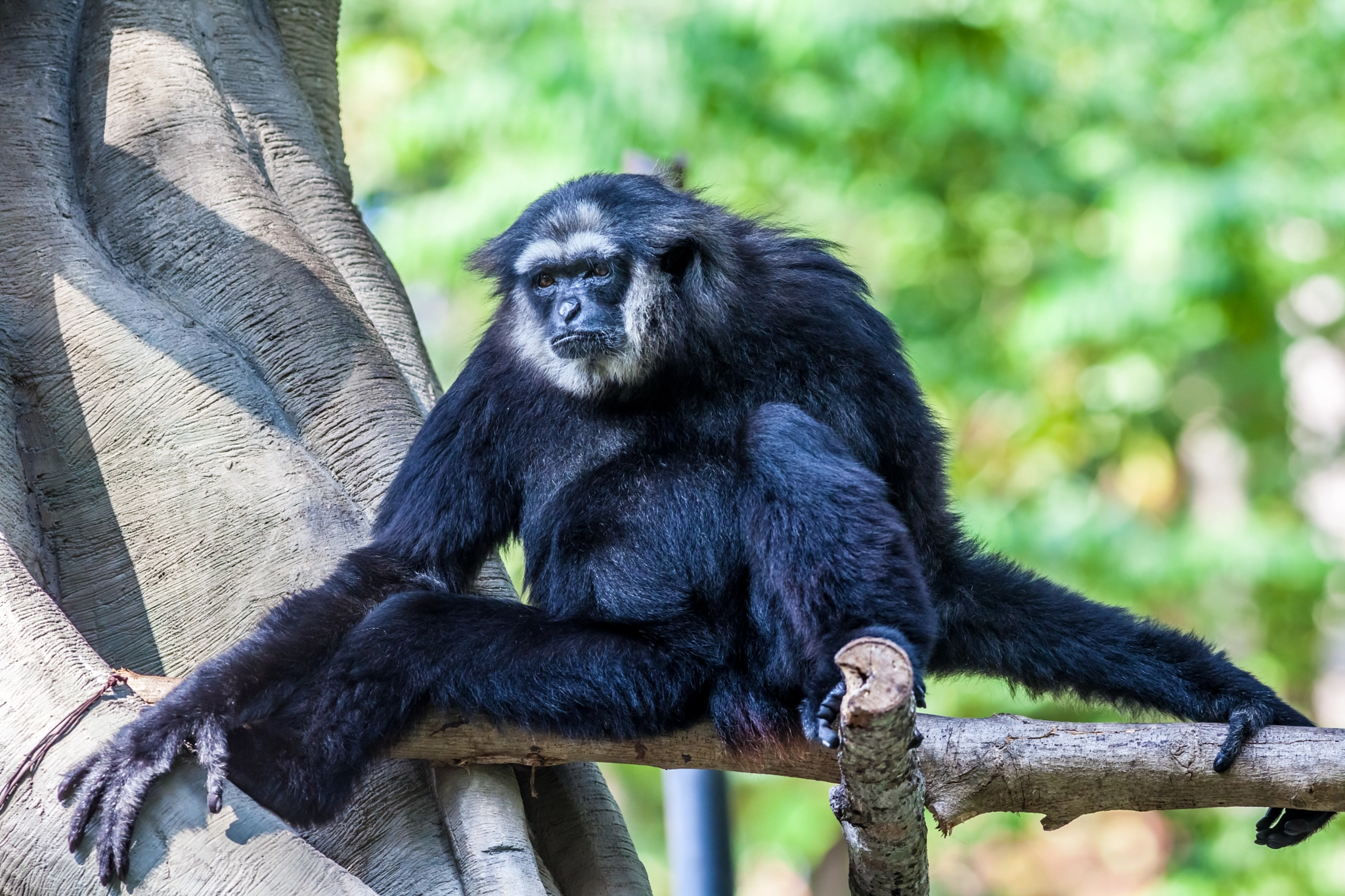 Canon EOS 5D Mark II + Canon EF 400mm F5.6L USM sample photo. Northern white cheeked gibbon photography