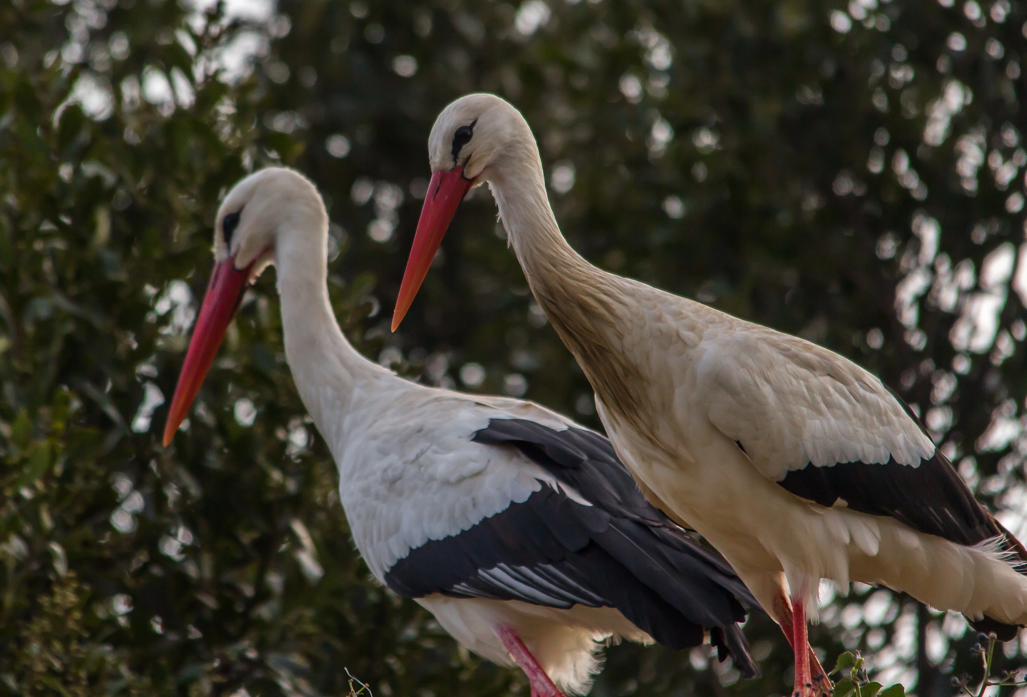 Sigma 150-500mm F5-6.3 DG OS HSM sample photo. Love forever photography