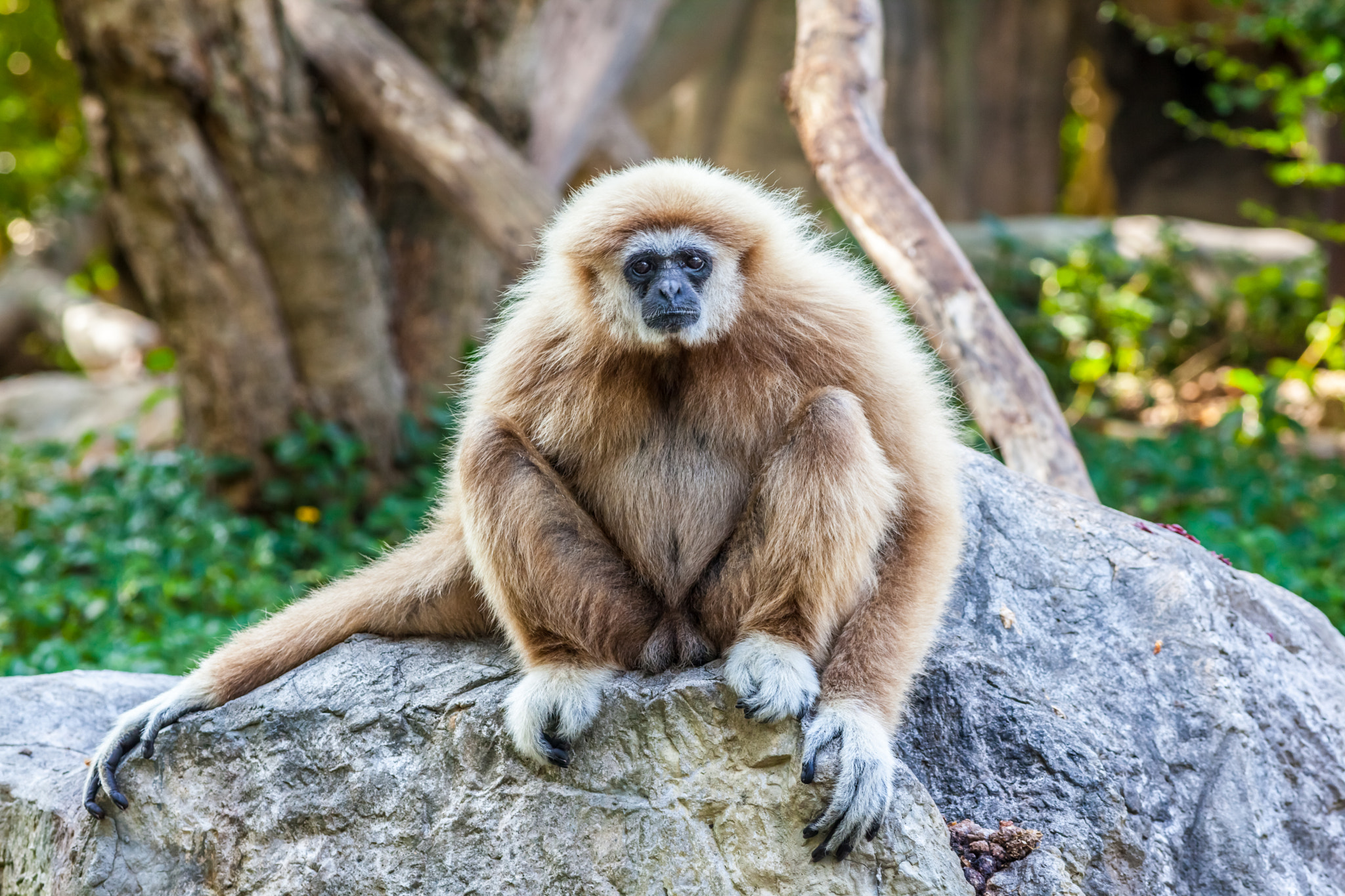 Canon EOS 5D Mark II + Canon EF 400mm F5.6L USM sample photo. Northern white cheeked gibbon photography