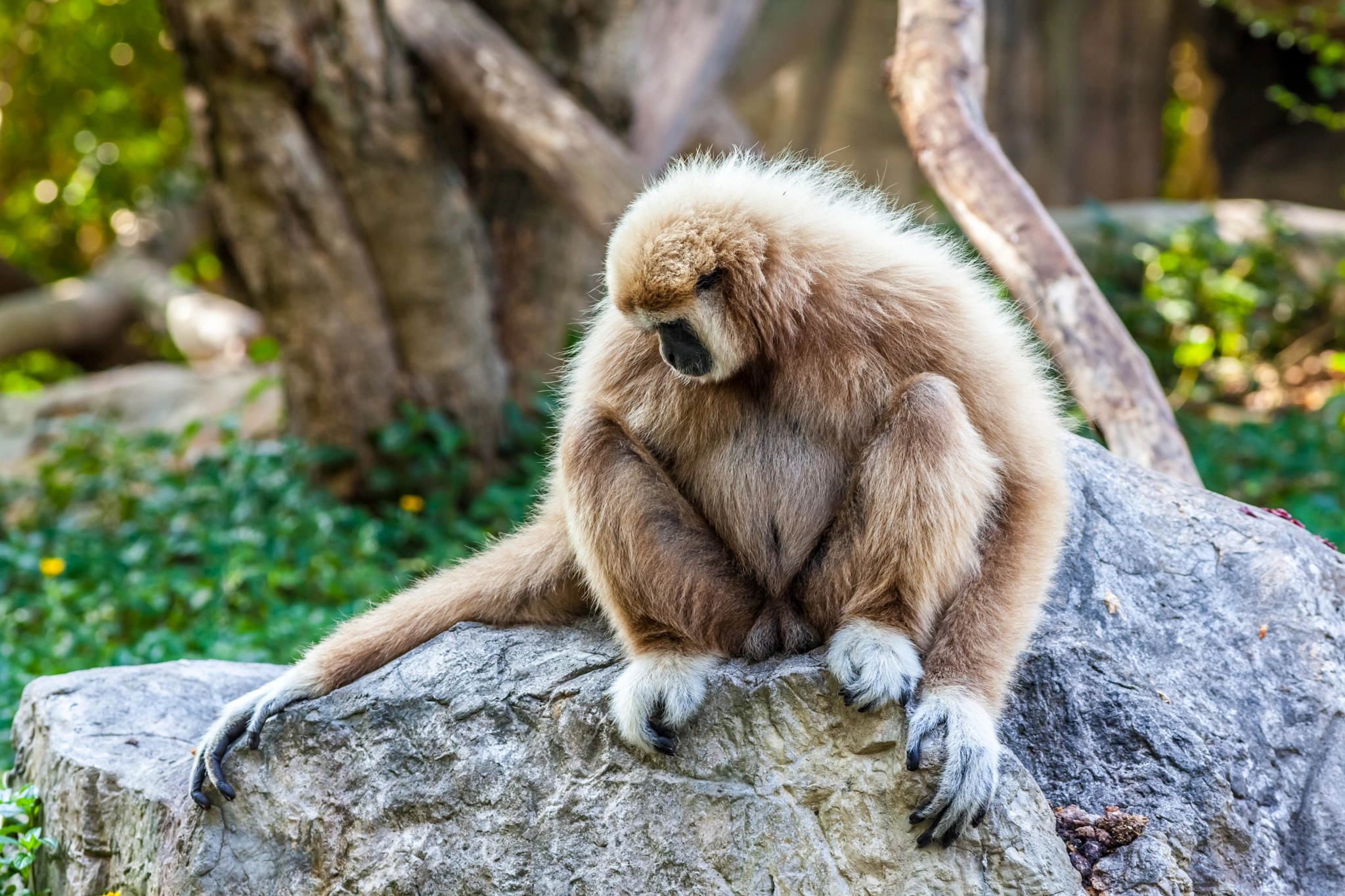 Canon EOS 5D Mark II + Canon EF 400mm F5.6L USM sample photo. Northern white cheeked gibbon photography