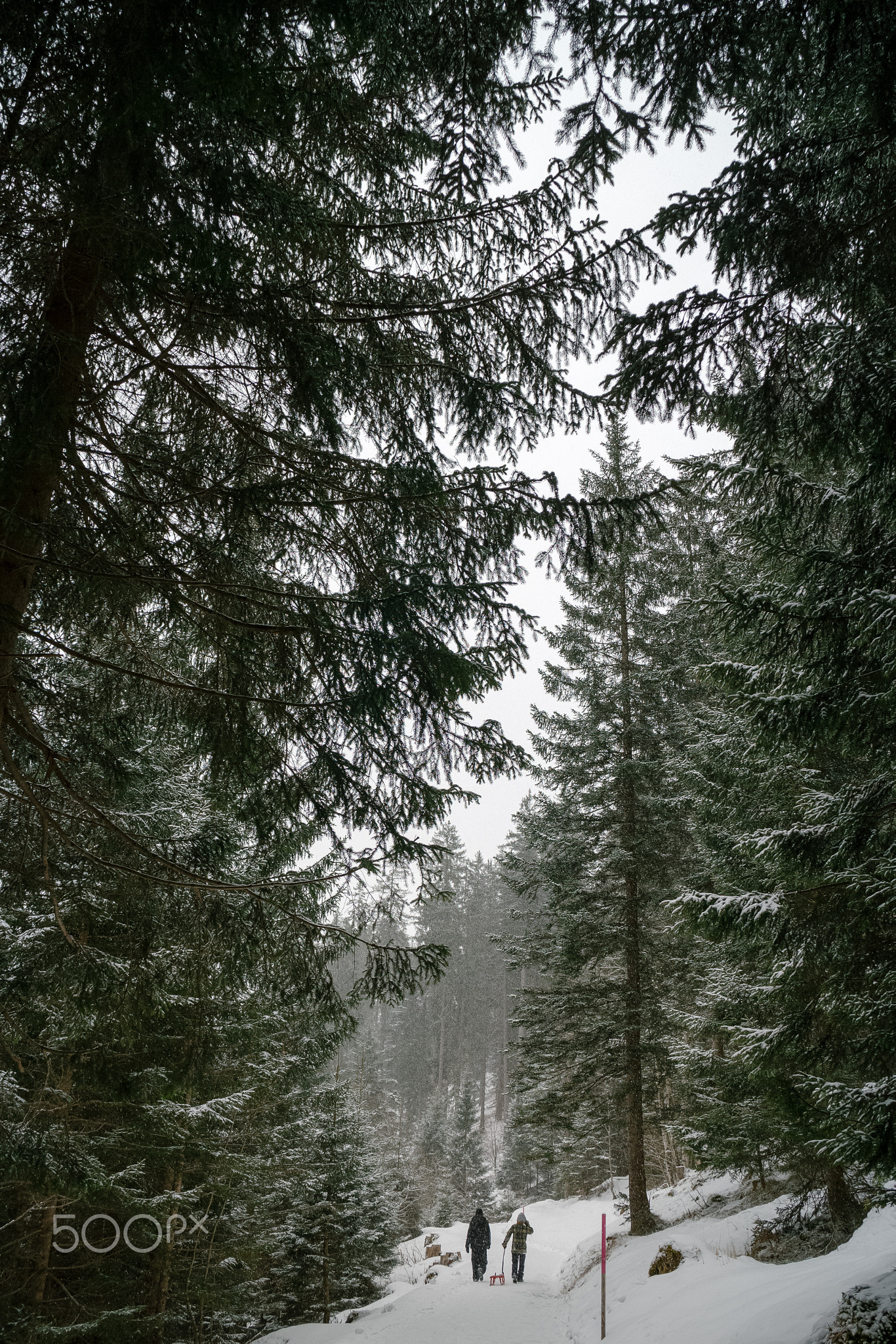 Tree Lines