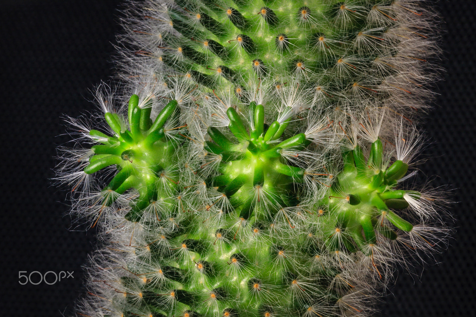 Sigma APO Macro 150mm f/2.8 EX DG HSM sample photo. Growing new cactus photography
