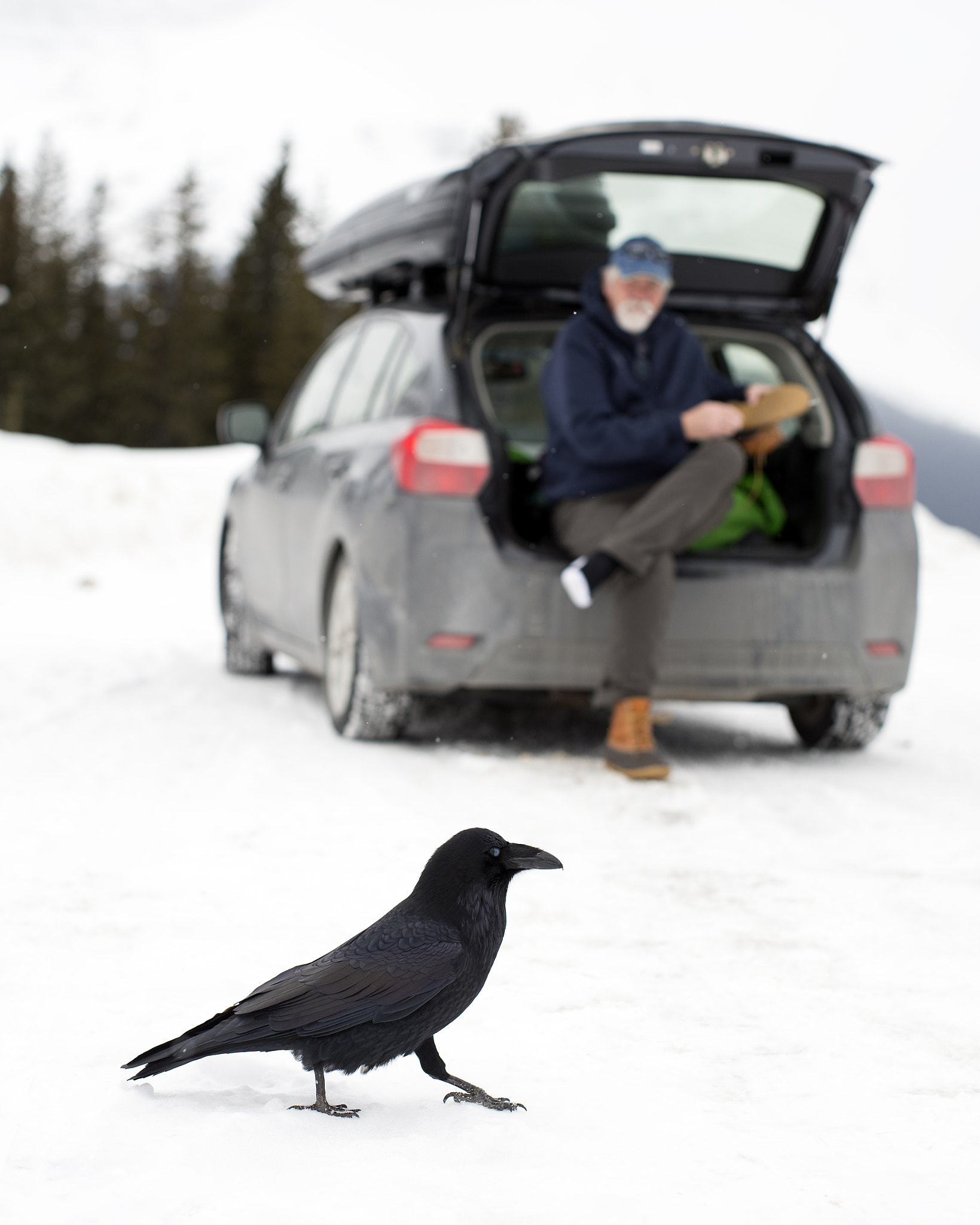 ZEISS Otus 55mm F1.4 sample photo. A proud raven photography