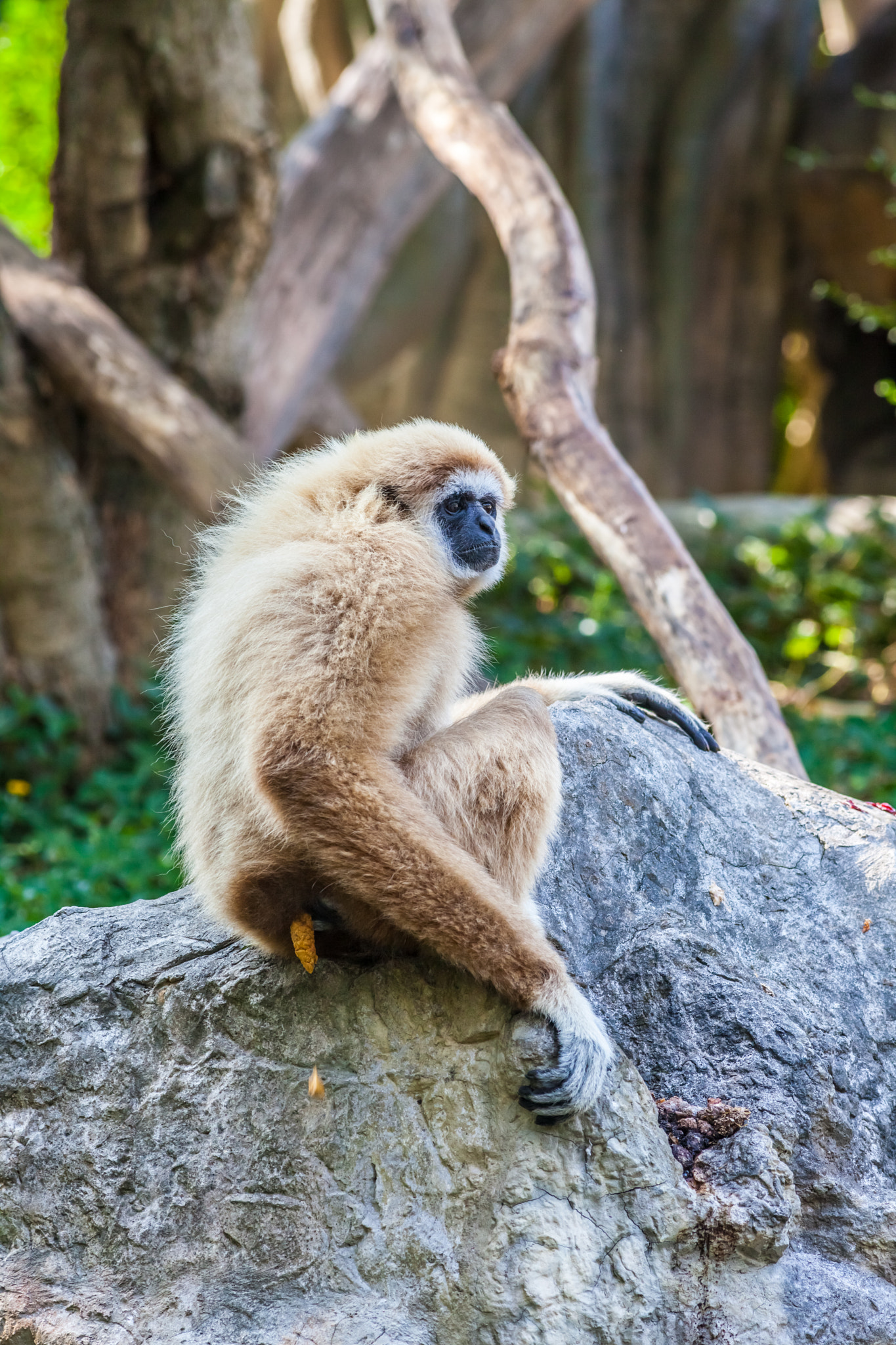 Canon EOS 5D Mark II + Canon EF 400mm F5.6L USM sample photo. Northern white cheeked gibbon photography