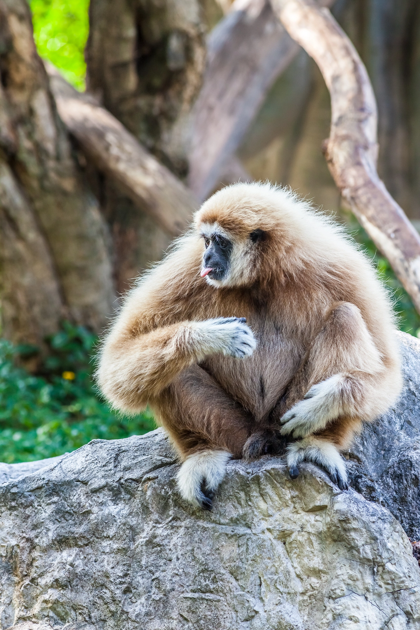 Canon EOS 5D Mark II + Canon EF 400mm F5.6L USM sample photo. Northern white cheeked gibbon photography