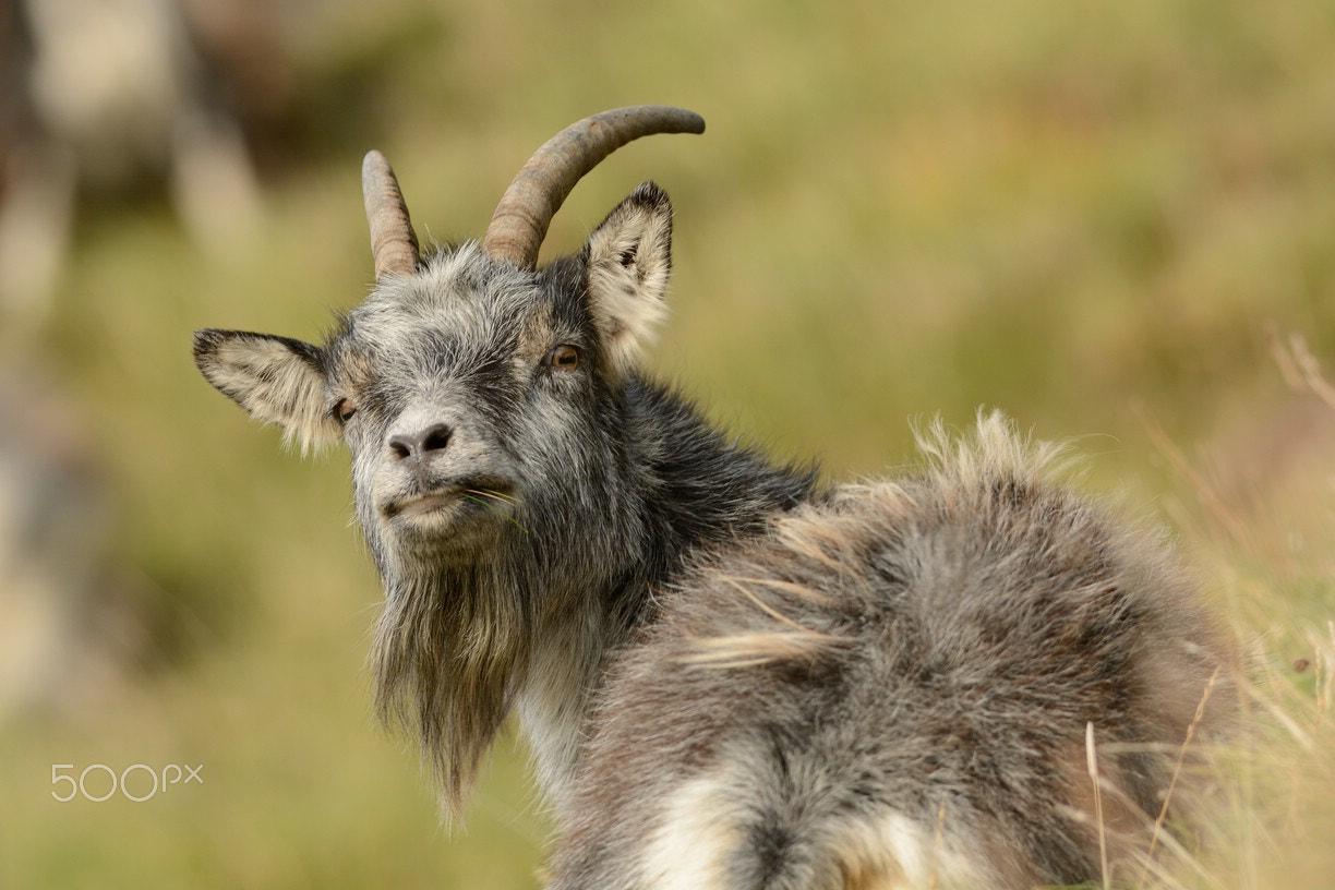 Nikon AF-S Nikkor 300mm F2.8G ED-IF VR sample photo. Feral goat photography