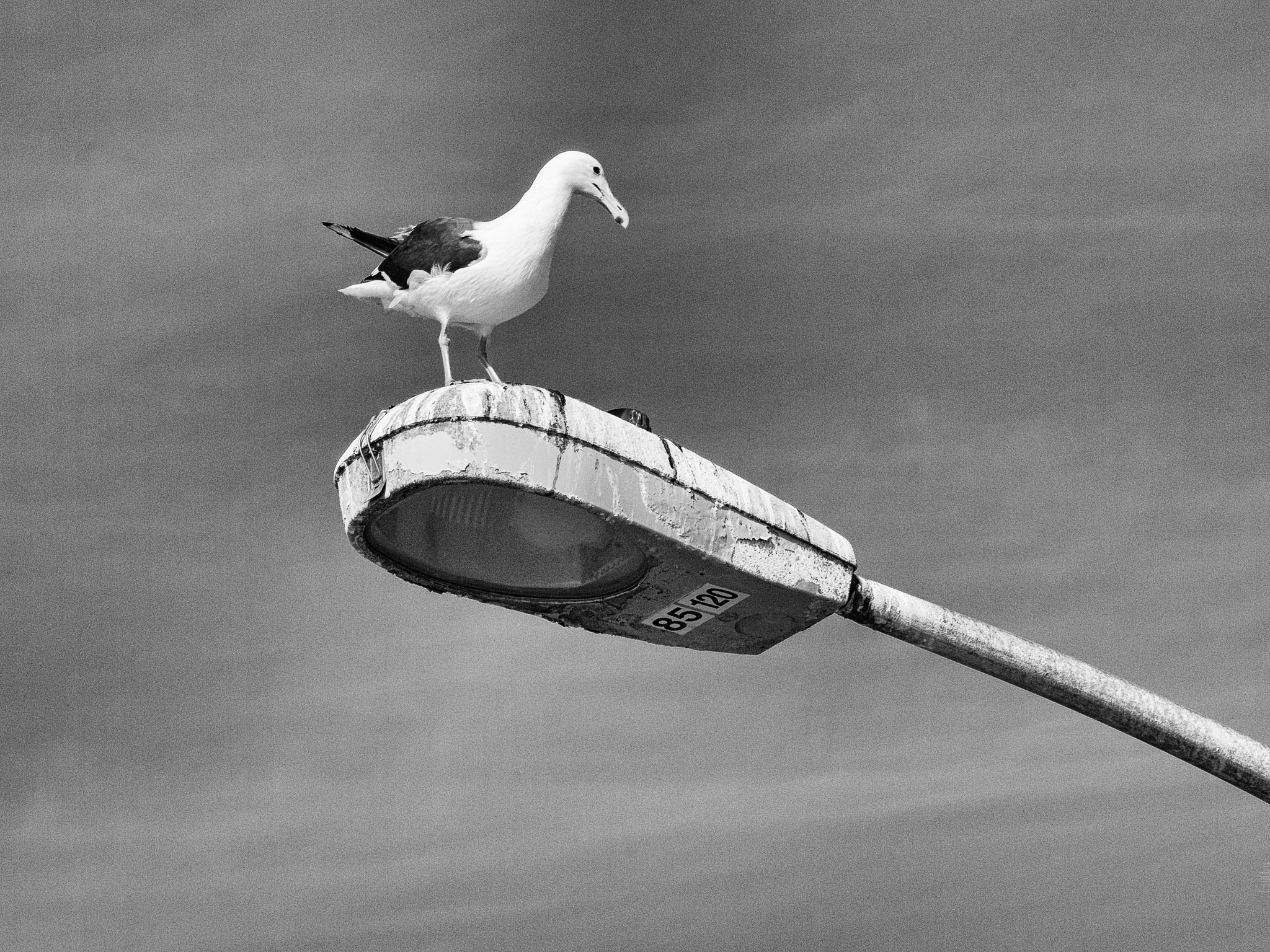 Olympus PEN E-P3 sample photo. Seagull 85120 photography