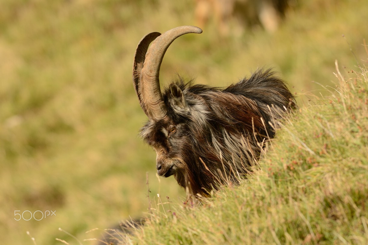 Nikon AF-S Nikkor 300mm F2.8G ED-IF VR sample photo. Father of the goats photography