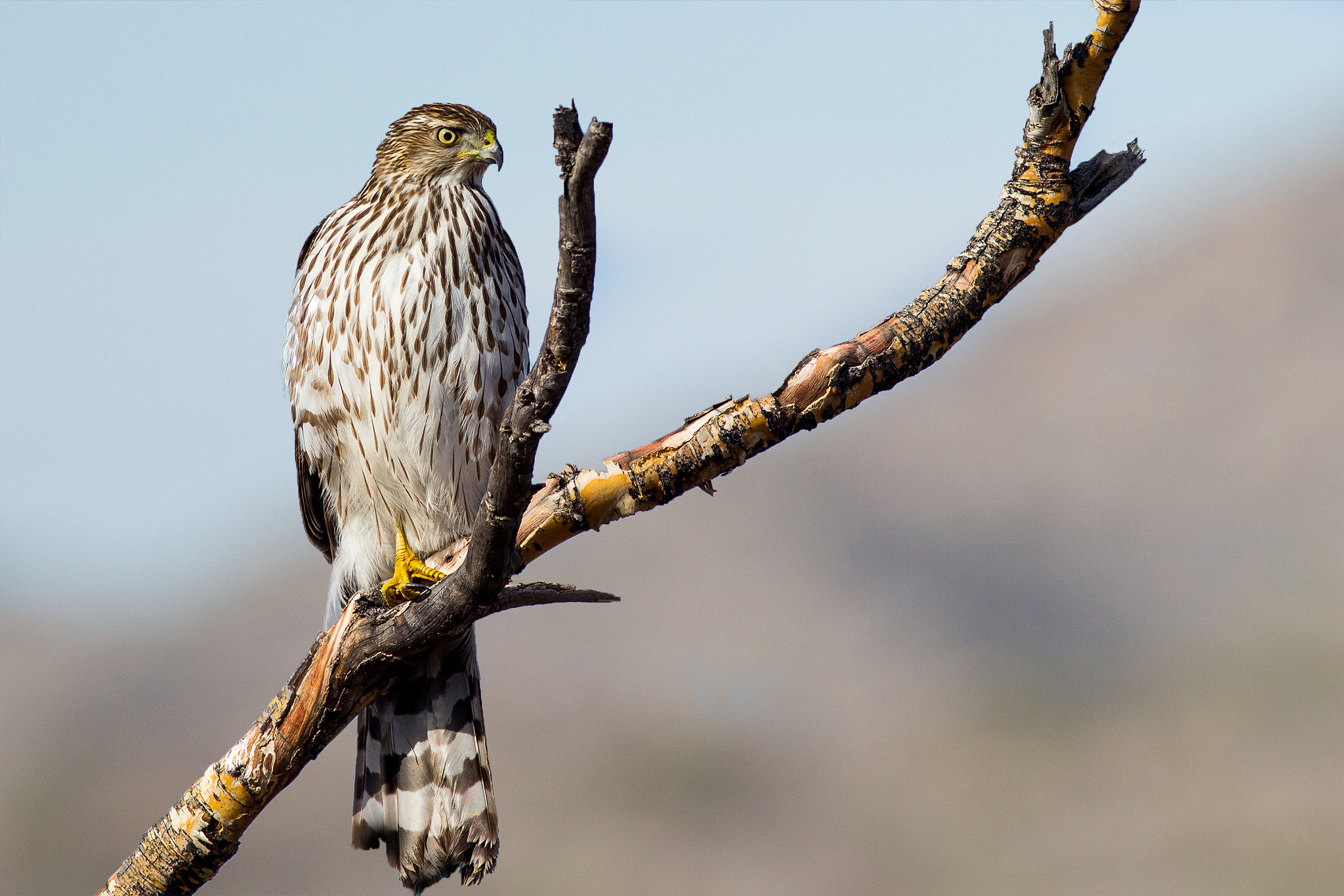 Canon EF 300mm F4L IS USM sample photo. Coopers hawk photography