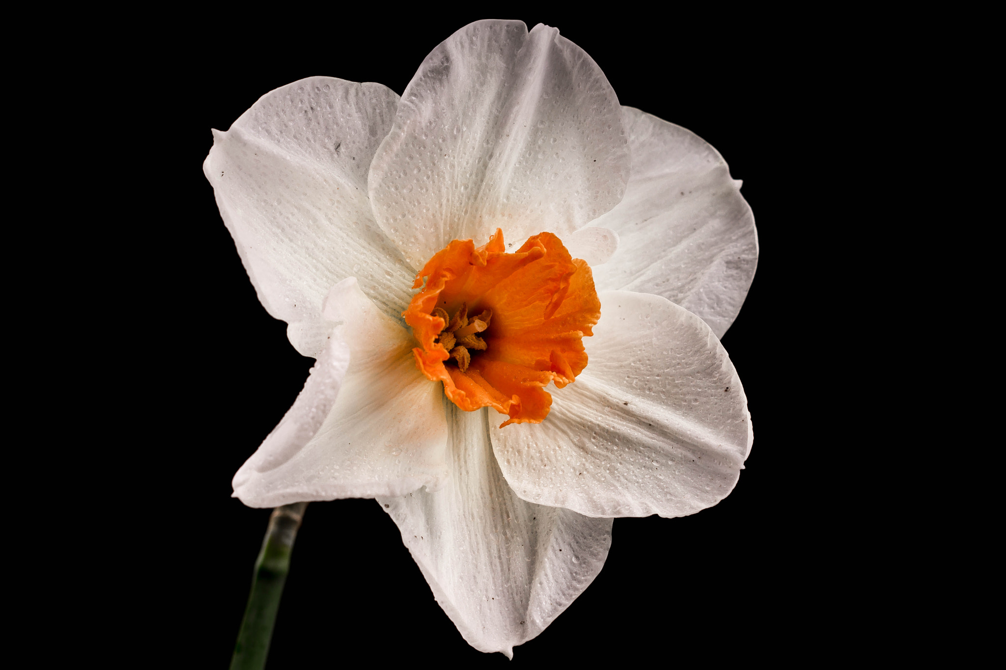 Sony Sonnar T* 135mm F1.8 ZA sample photo. Daffodil. photography